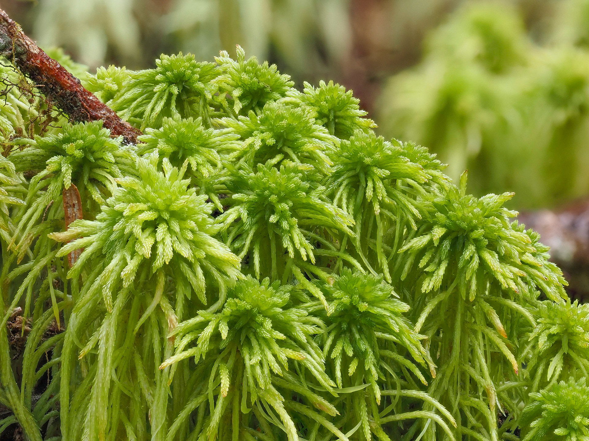 Sphagnum rubiginosum (Sphagnaceae), boggy depression in temperate coniferous forest, Cape Fife Trail, Nee Kun Protected Area, Haida Gwaii, British Columbia, Canada. 54.0676°N, 131.7912°W. 10m. 25 May 2023.
