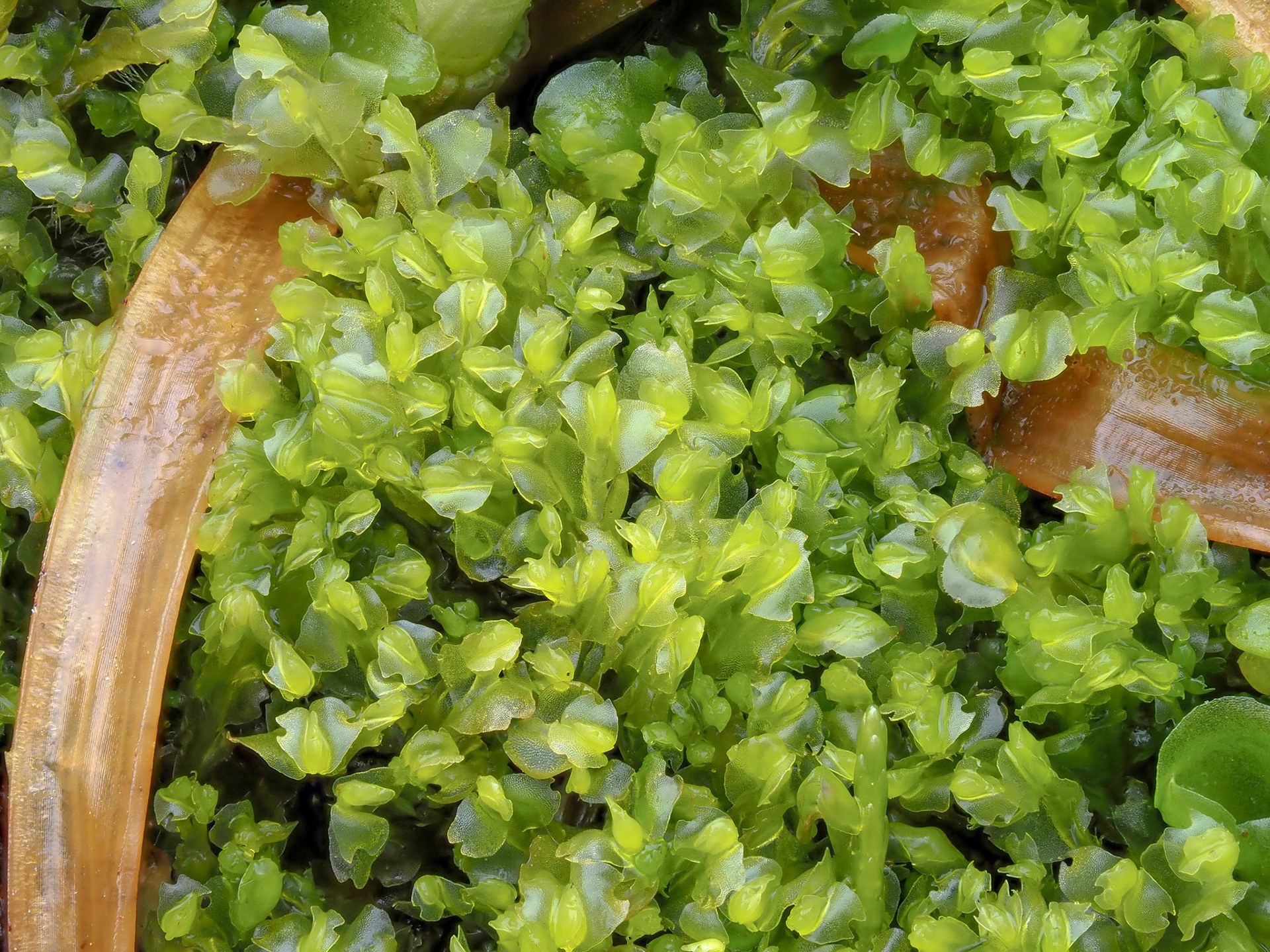 Harpanthus flotovianus (Harpanthaceae) on side of flushed low mound beside spring on hillside, near Bakki, Iceland