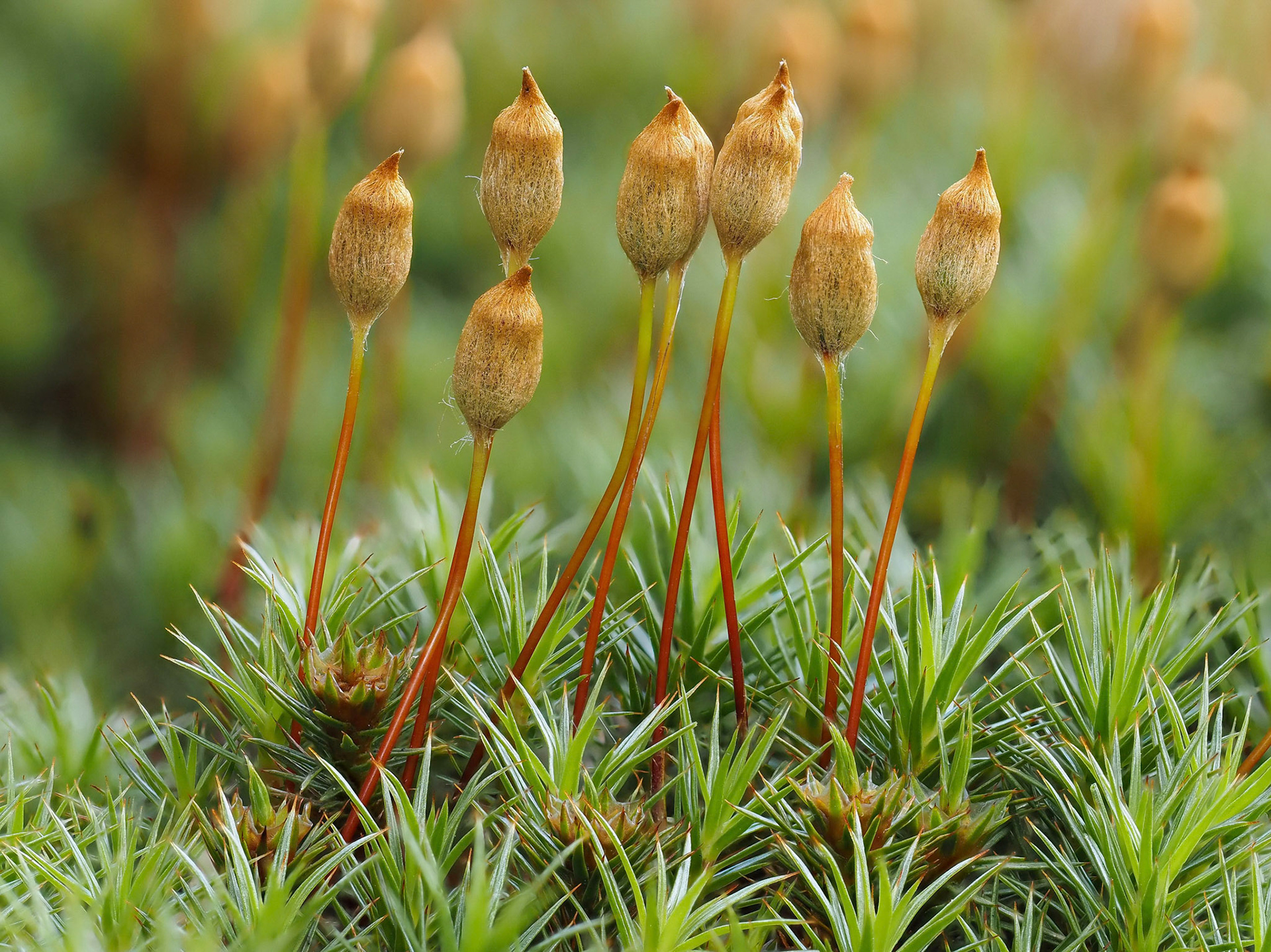 Polytrichum juniperinum Hedw. on large granite boulder beside track in quarry, Littlejohn's China Clay Works, Cornwall, England. 50.3736°N, 4.8576°W. 210m. 1 May 2023.