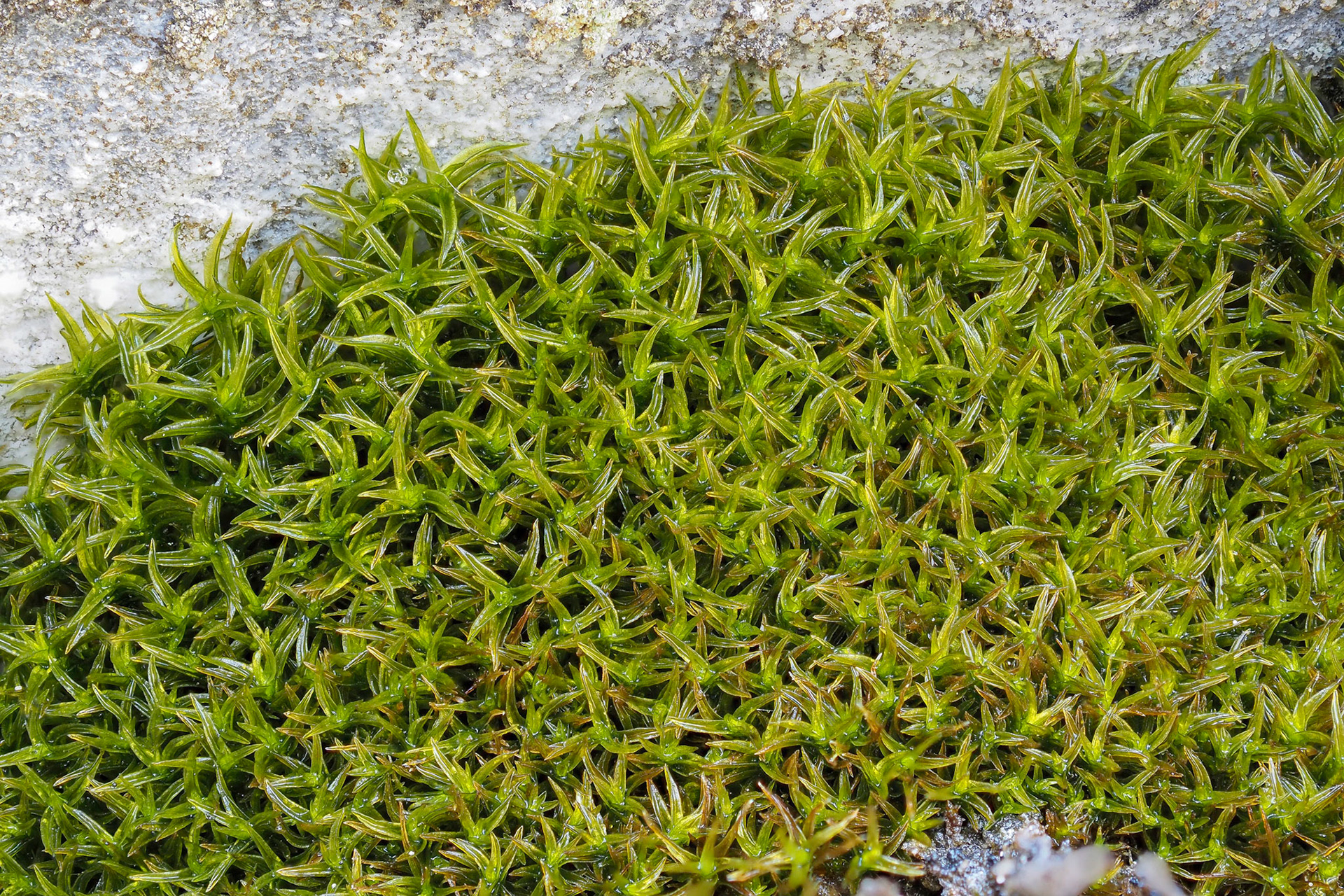 Didymodon subandreaeoides (Pottiaceae), on limestone cliff at edge of coniferous forest in river valley, Whitehorse Creek, Alberta, Canada. 52.9834°N, 117.3446°W. 1610m. 20 May 2023.