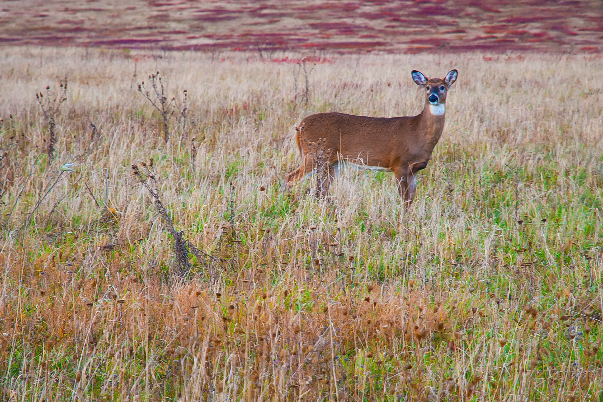 Deer in Big Meadow