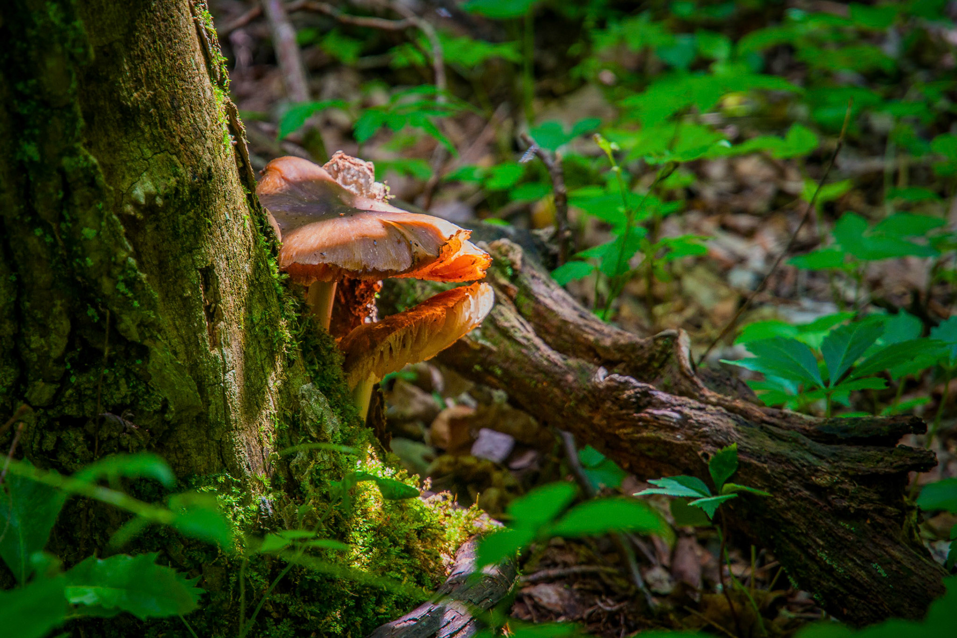 Mushroom Still Life