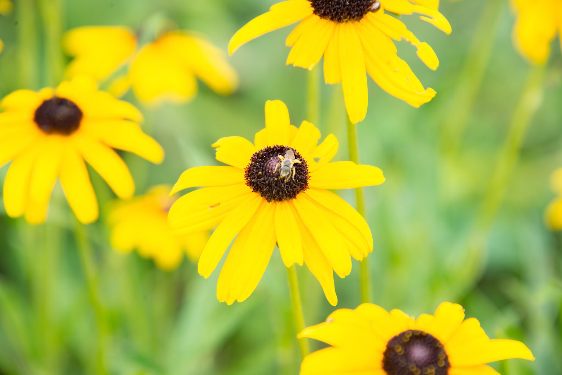 Bee on Black-eyed Susan