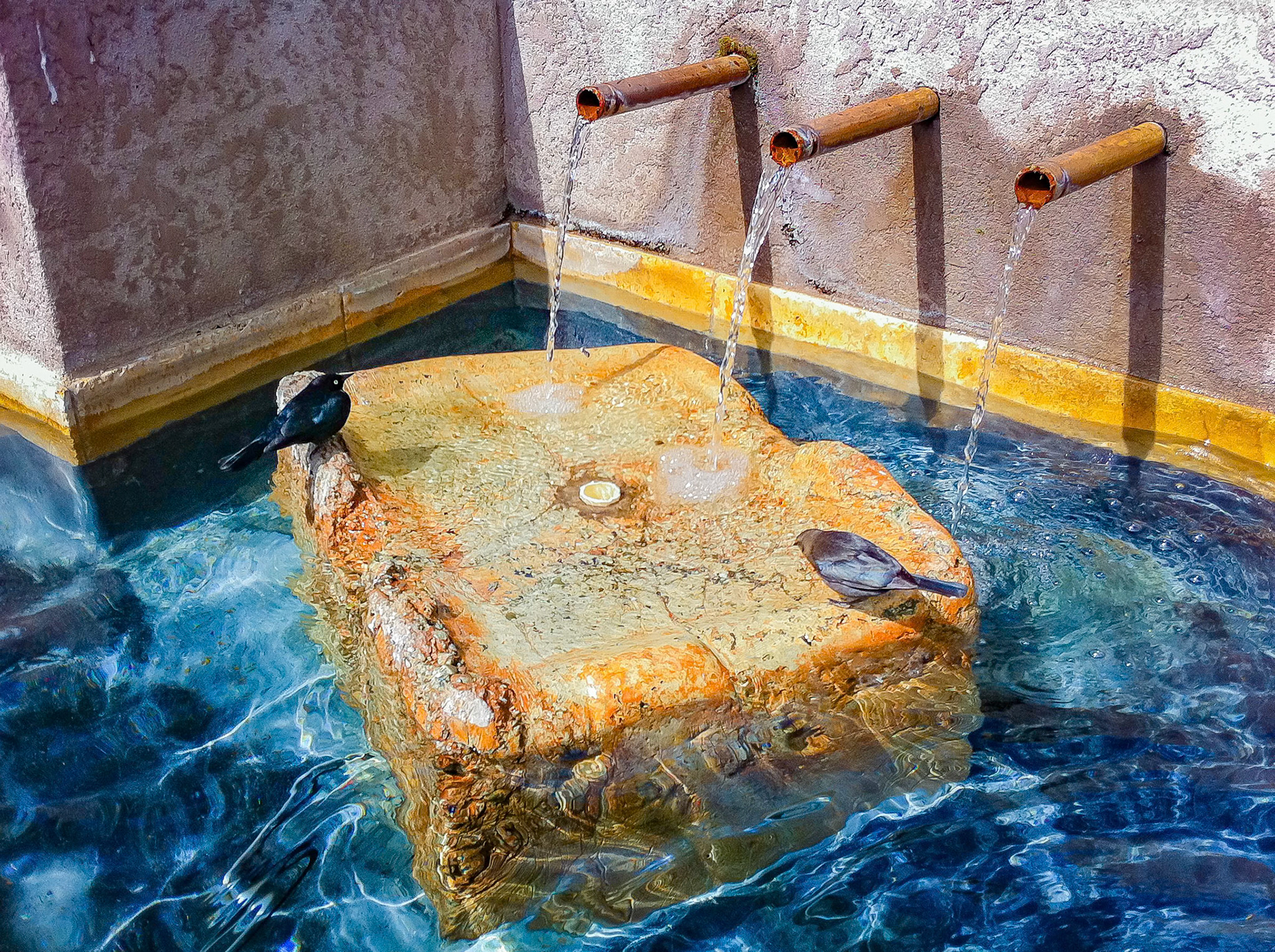 Birds drinking from rustic fountain