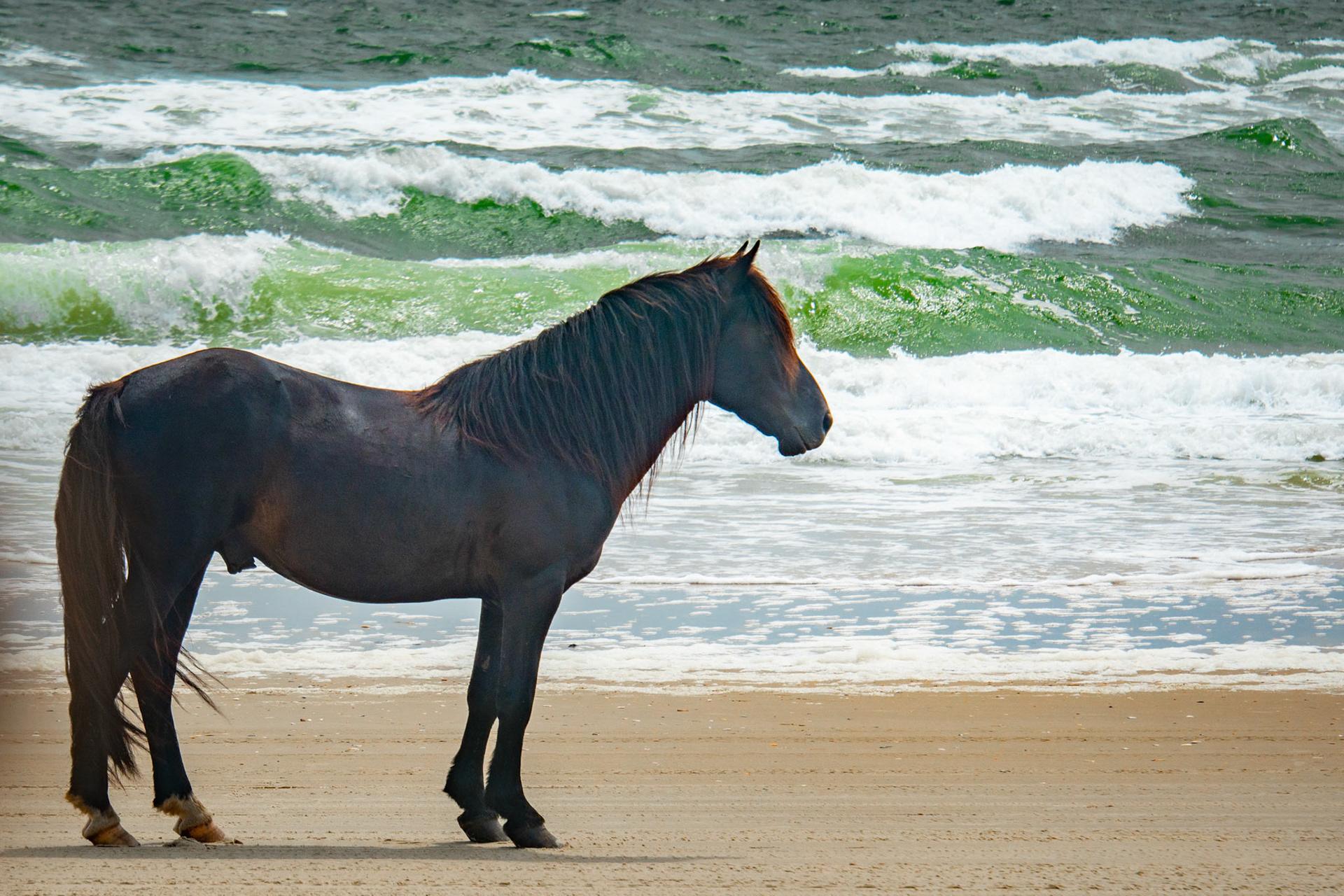 Corolla Wild Horses