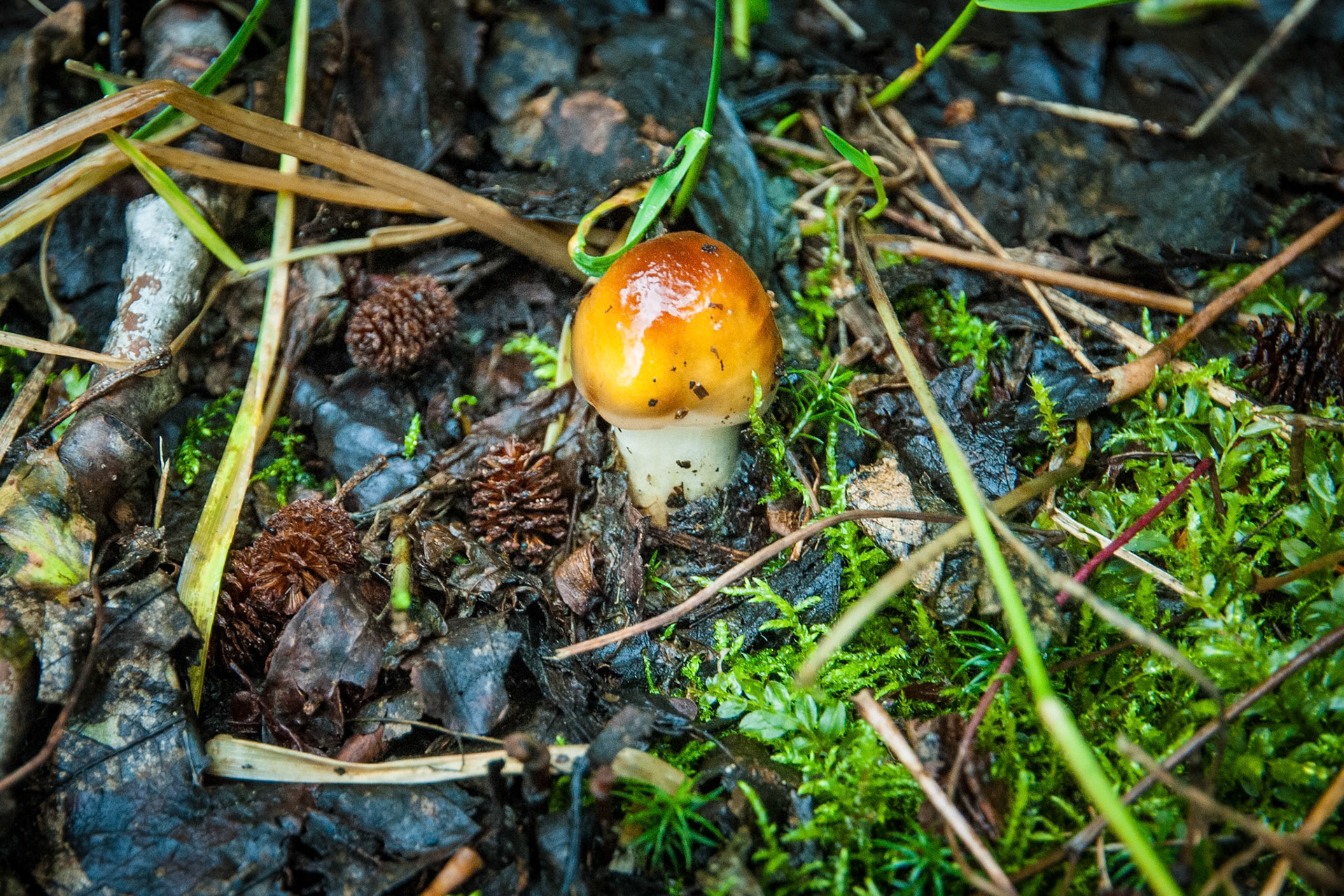 New mushroom growing in the lush ground