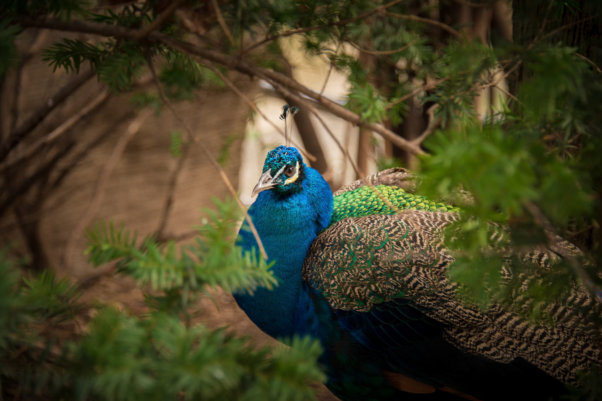 Peacock