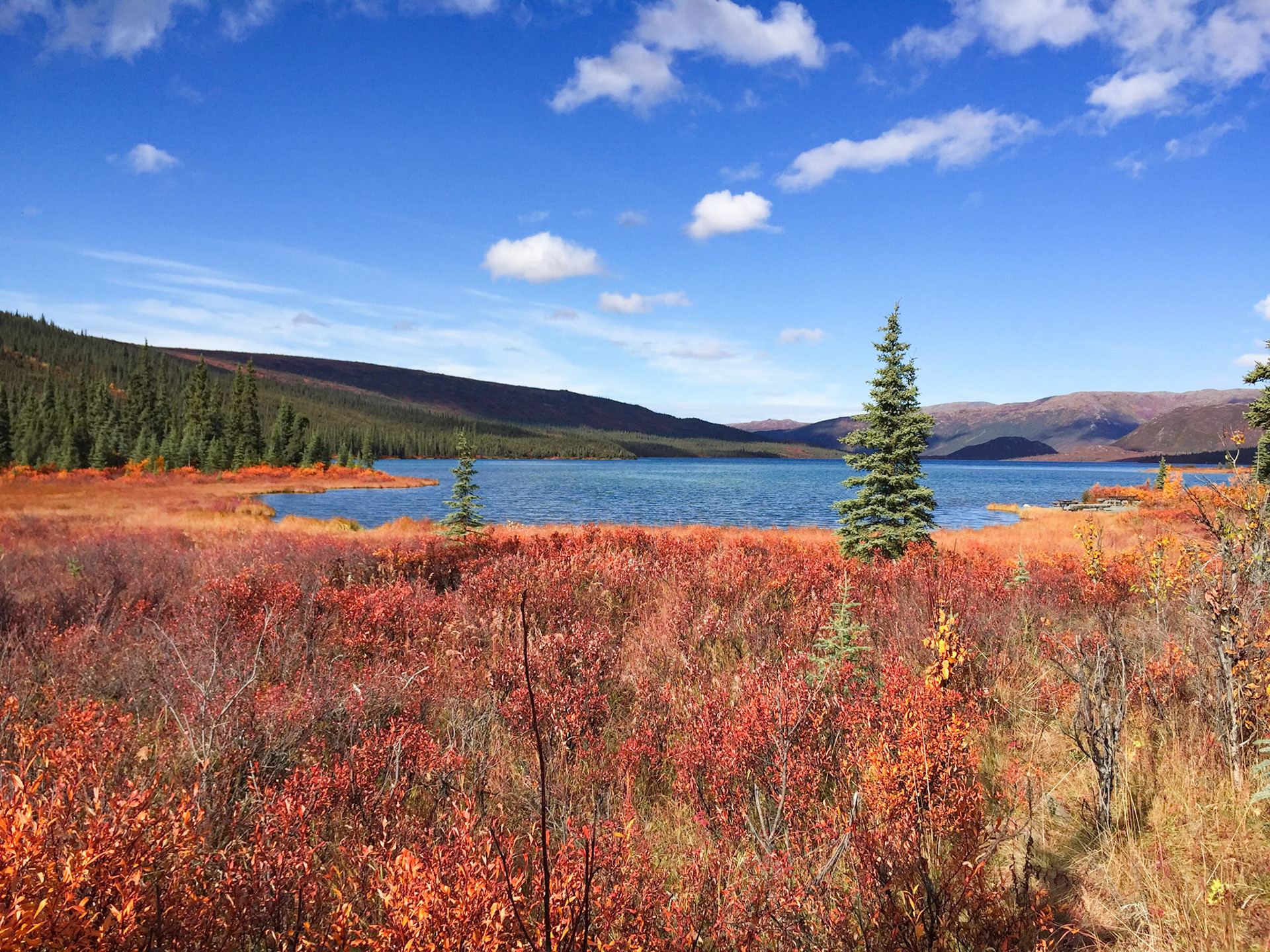 Wonderlake red blueberries in fall