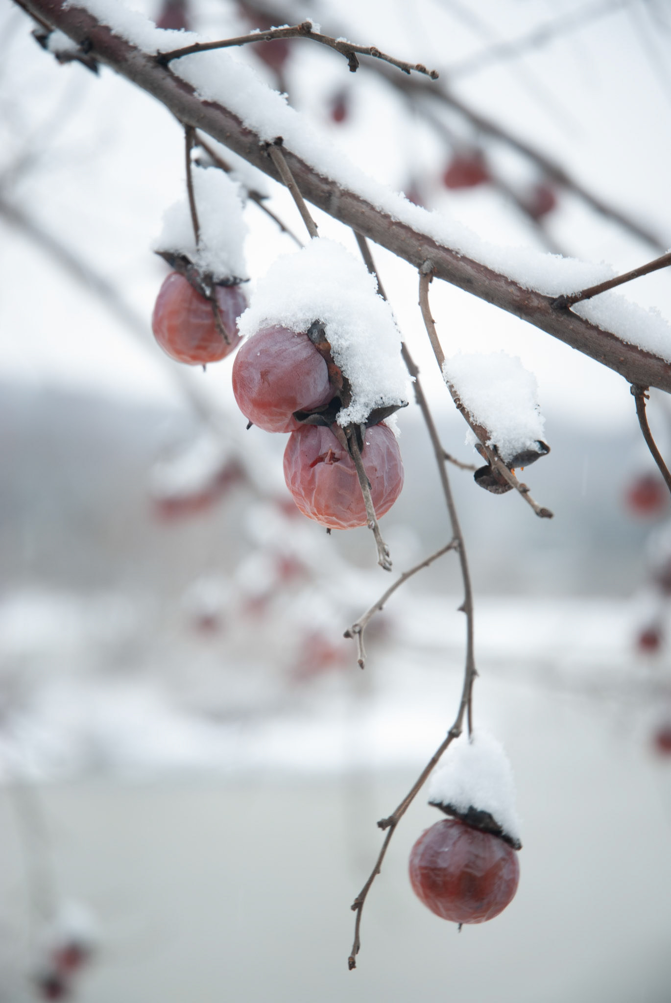 The fruit of this tree has been covered in the first snow fall of the year.