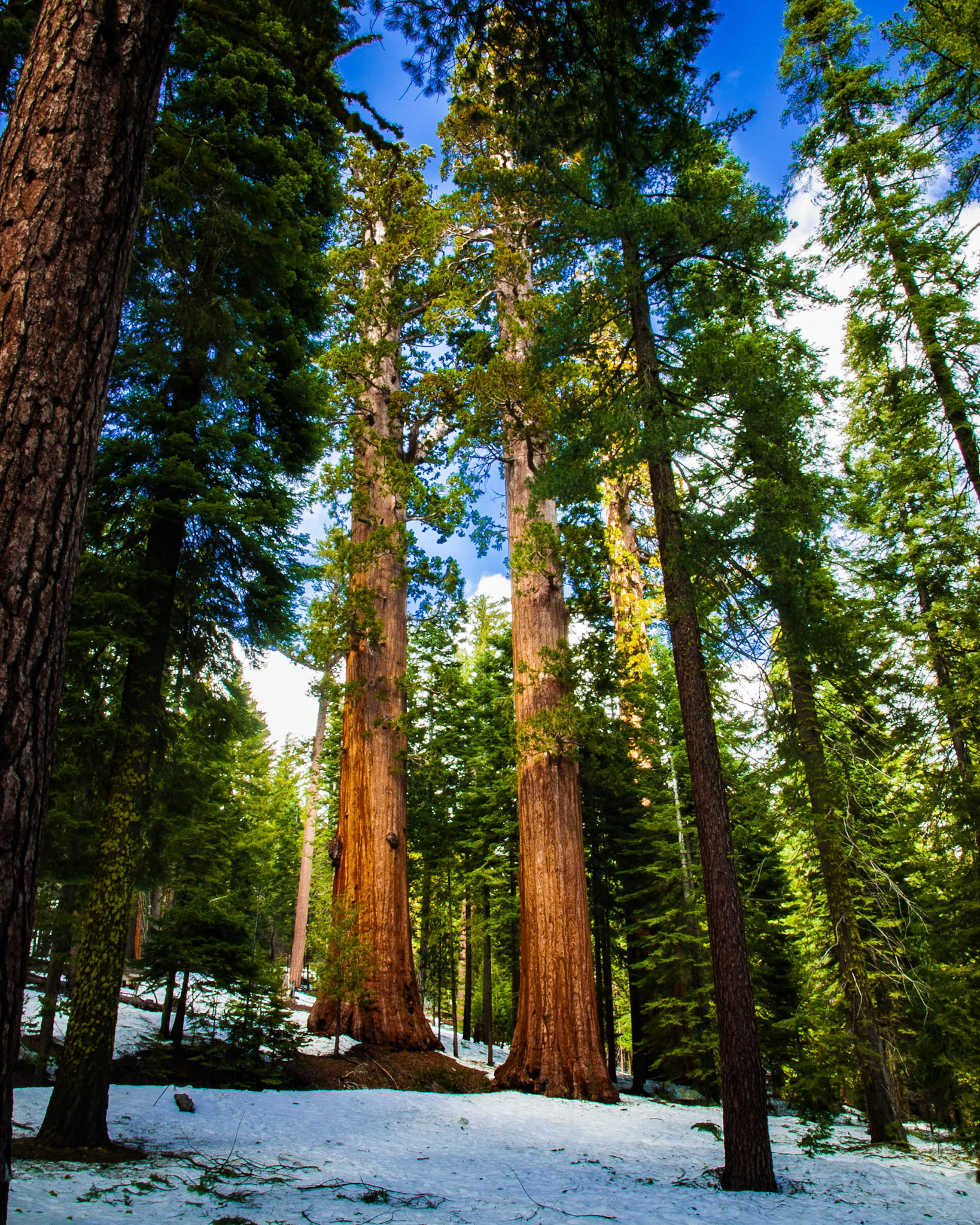 Sequoias
