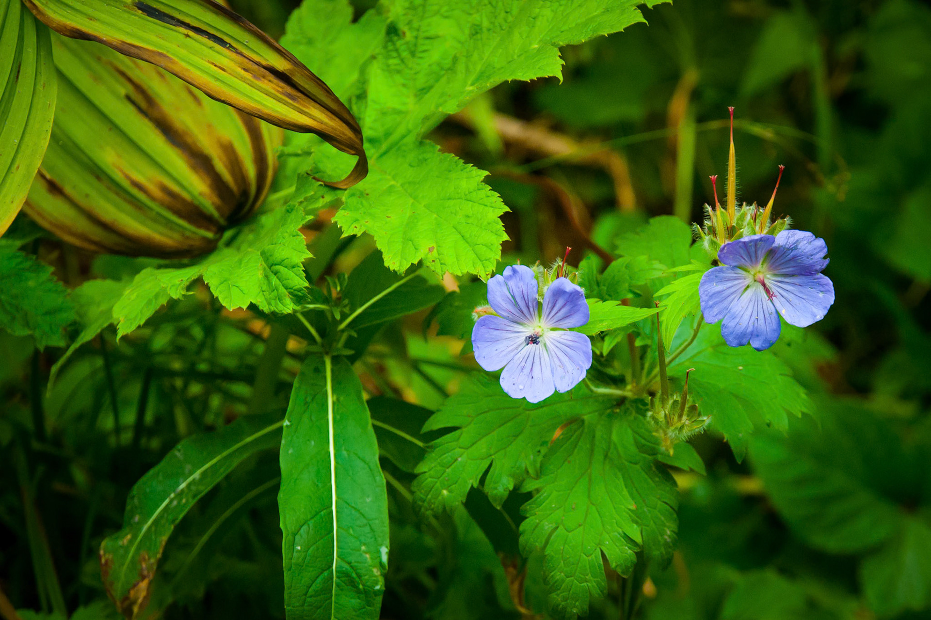 Northern Geranium