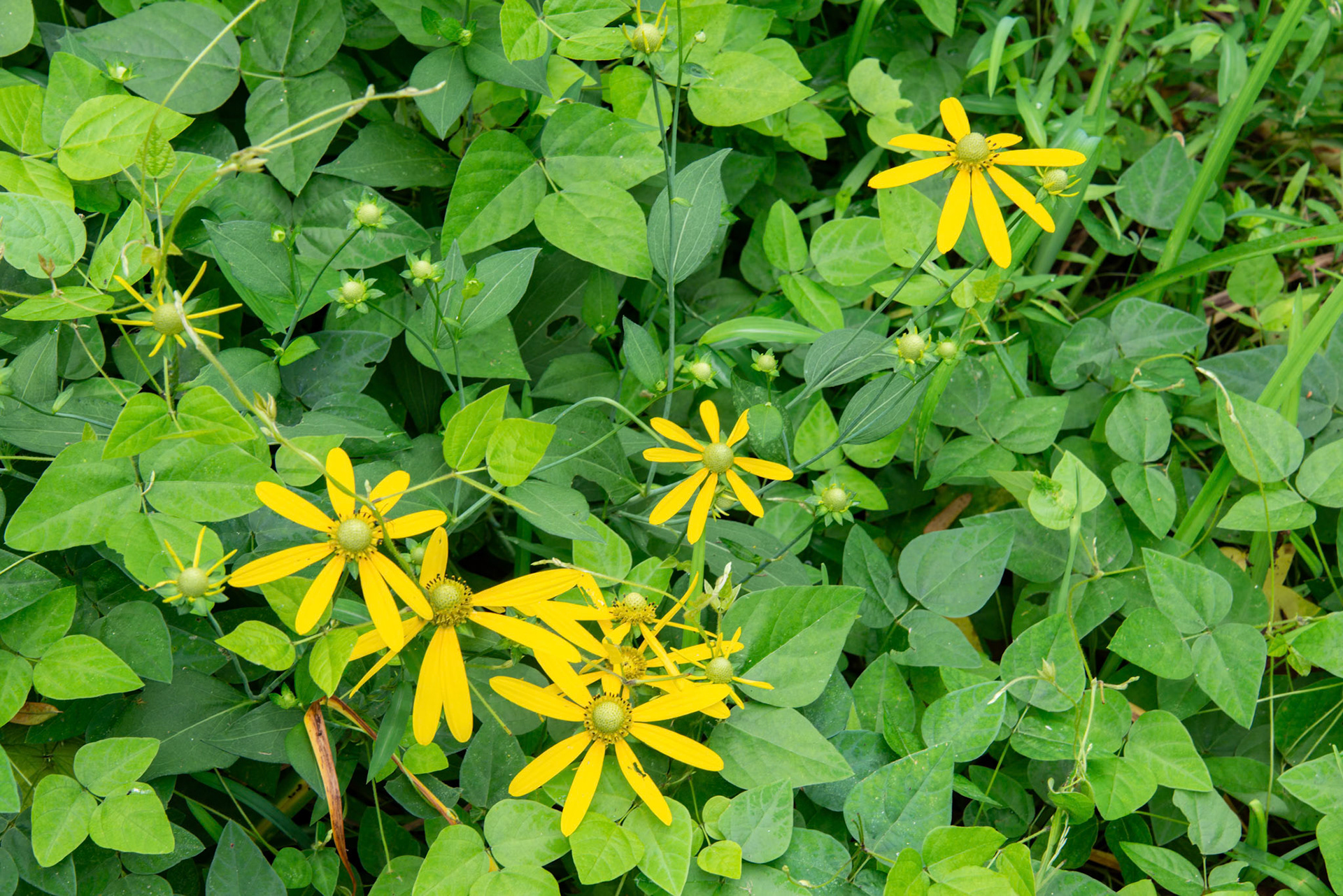 Yellow Cutleaf Coneflower