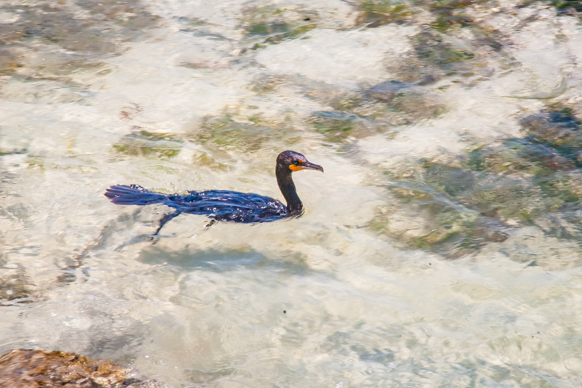 Double Crested Cormorant
