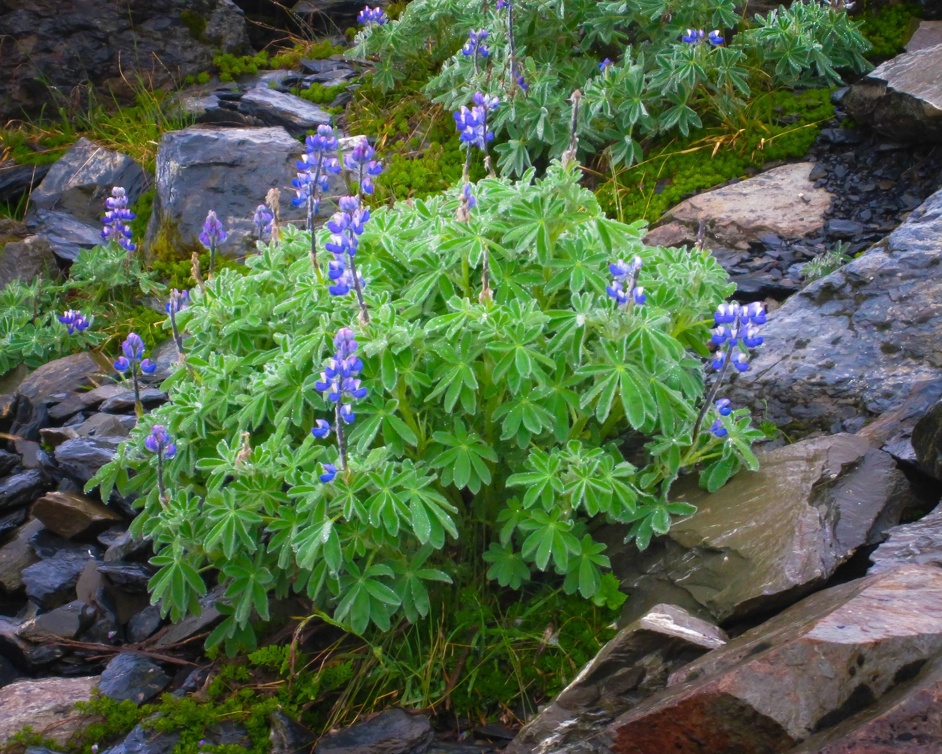 Nootka Lupine