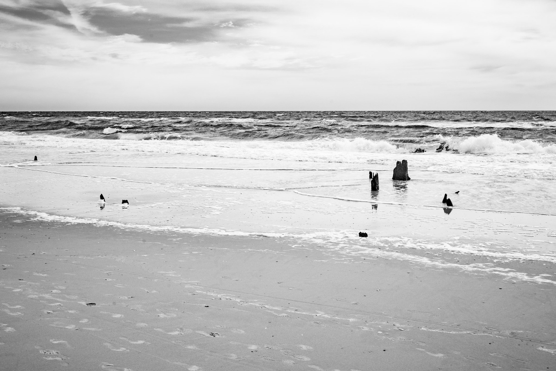 Ancient Forest Stumps