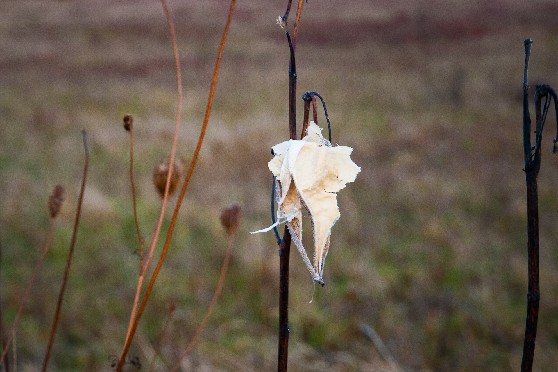 Dried Milkweed Great Meadow