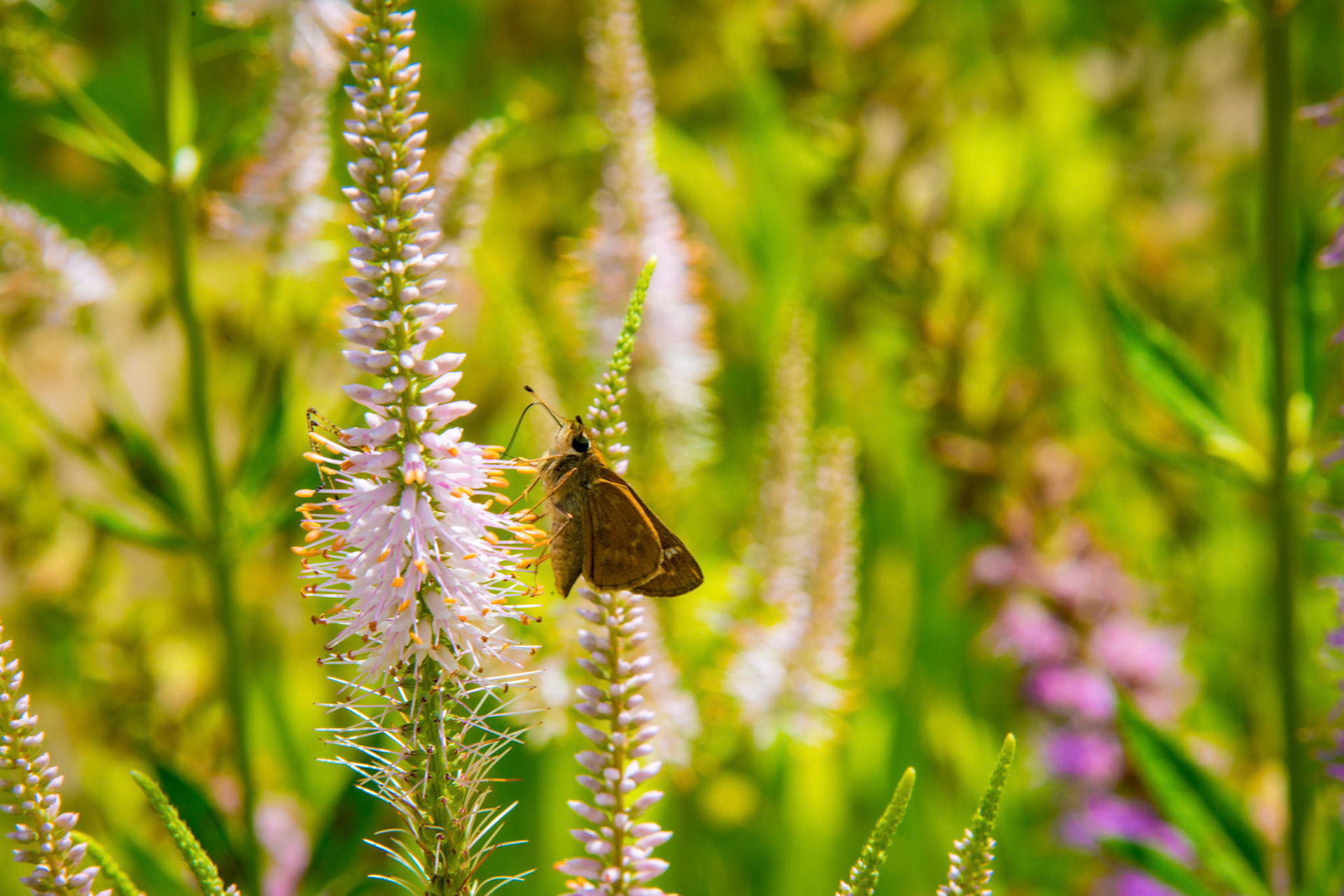 Skipper on Culver's Root