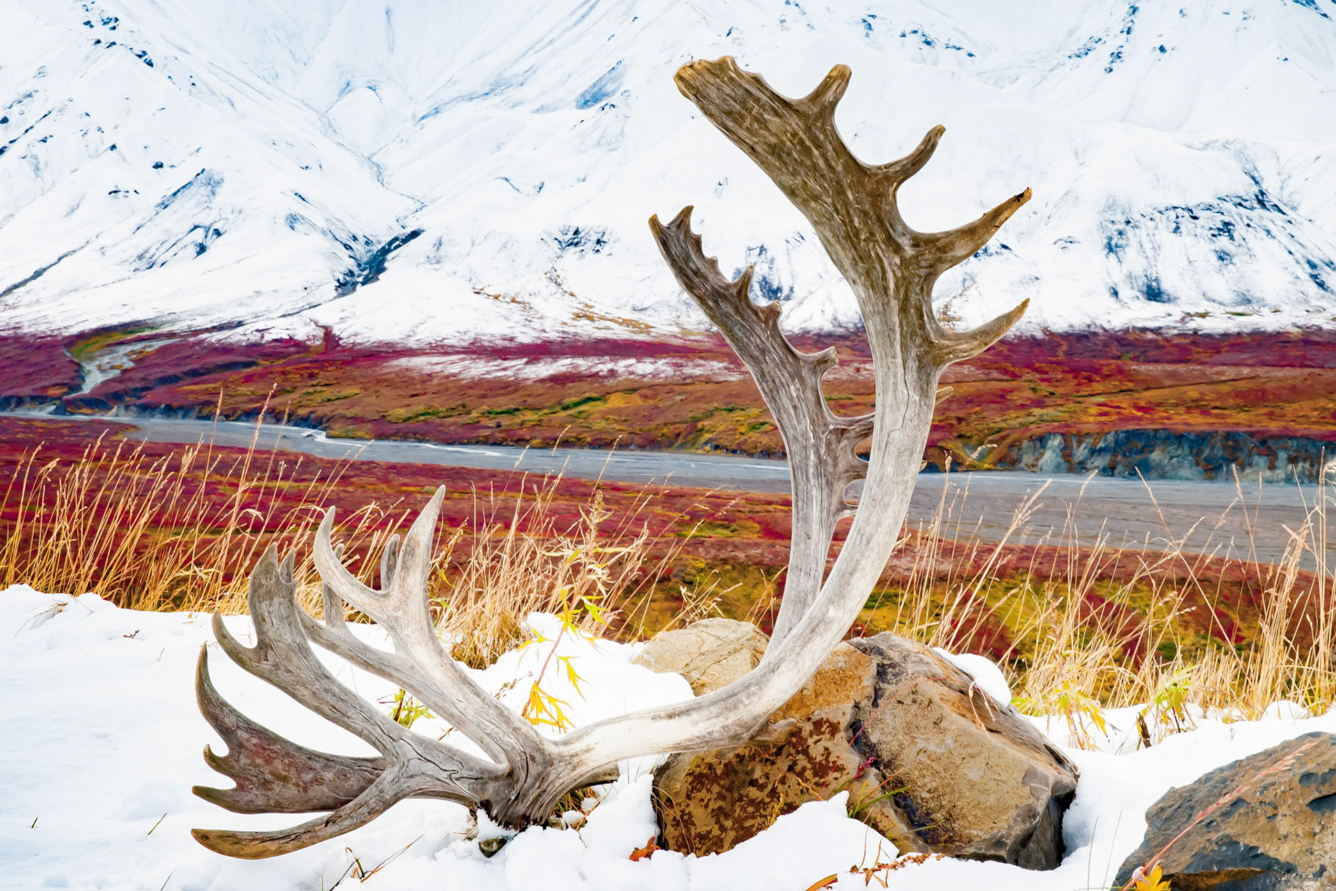 Caribou Antlers