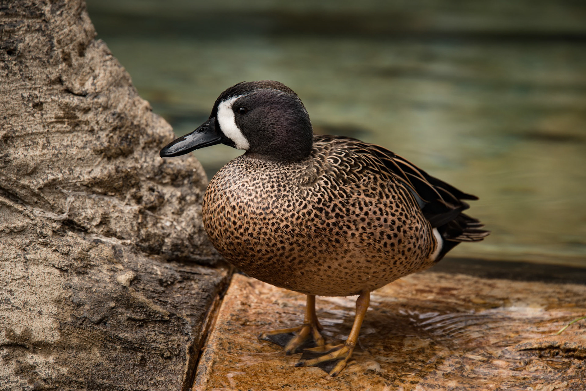 White Faced Whistling Duck