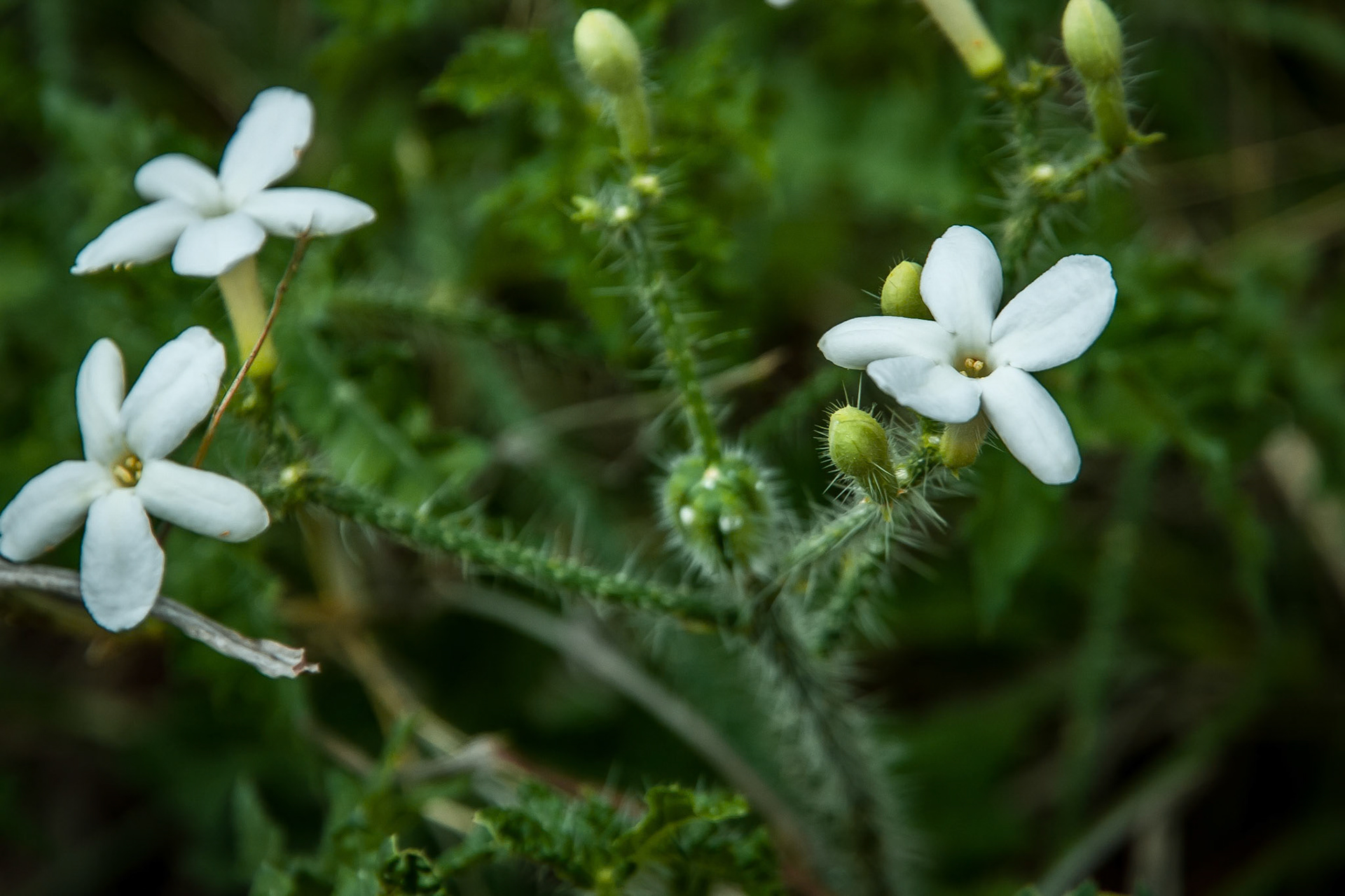 Texas Bullnettle