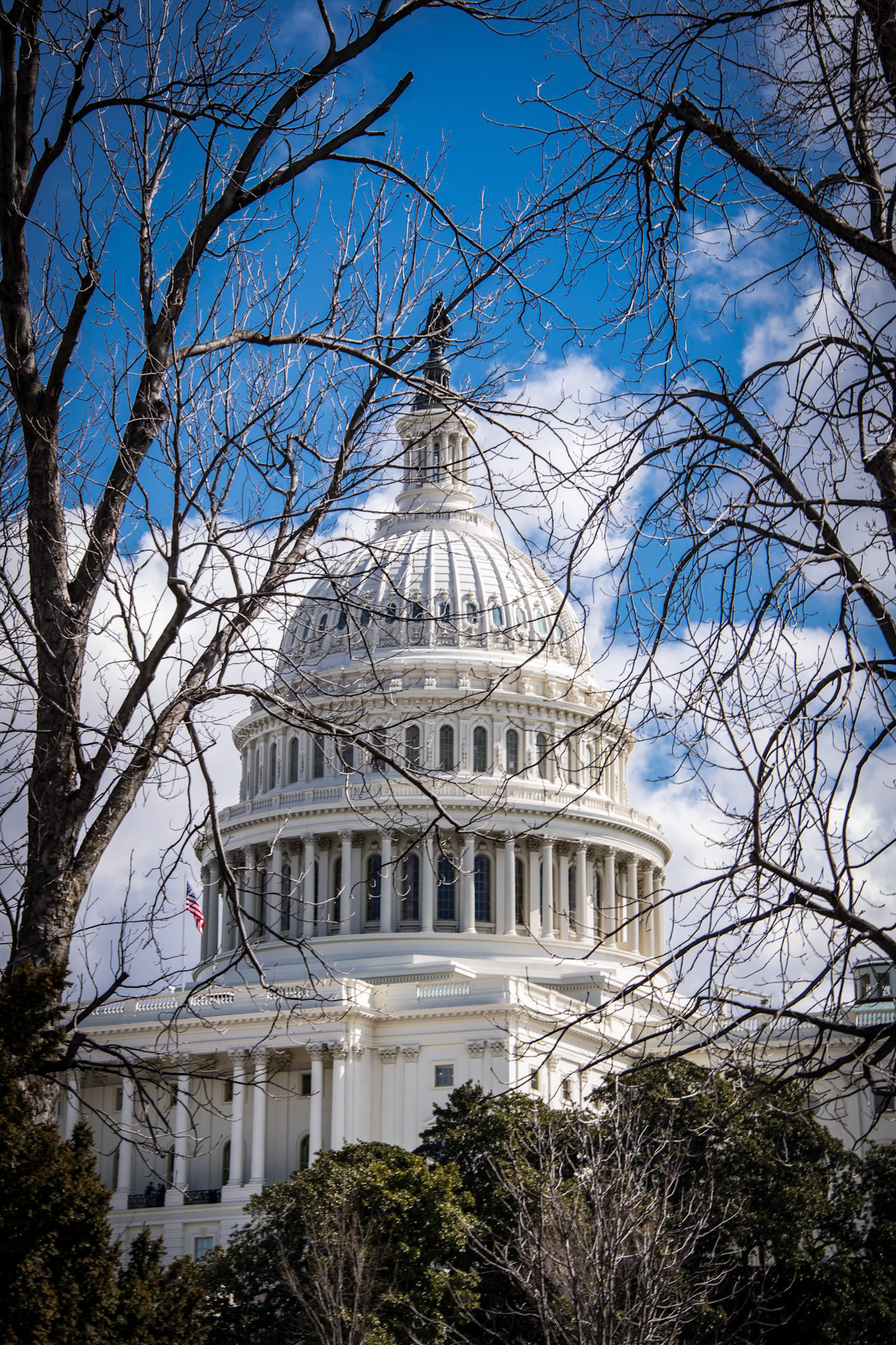 Capitol dome through trees in winter