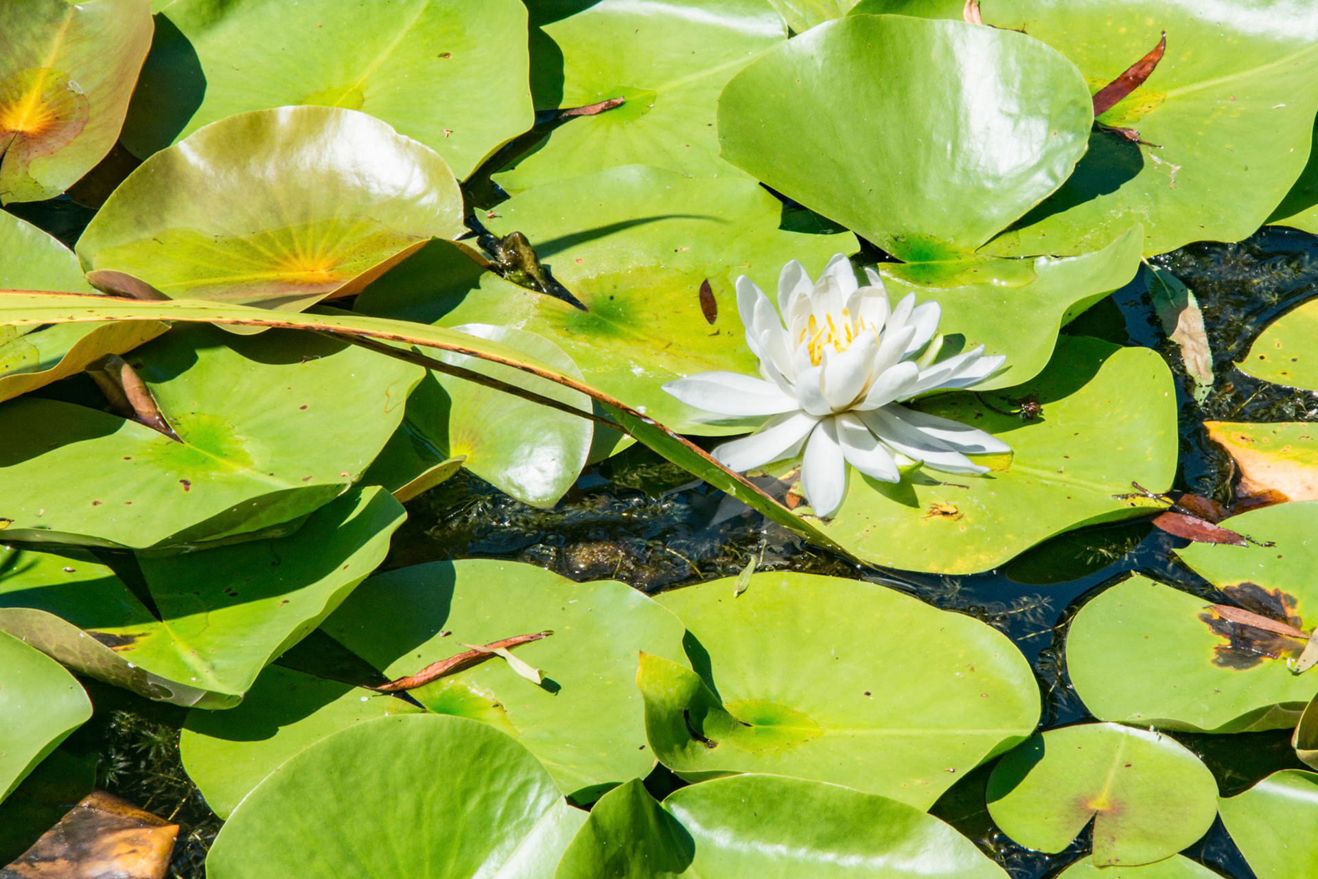 American White water-lilly