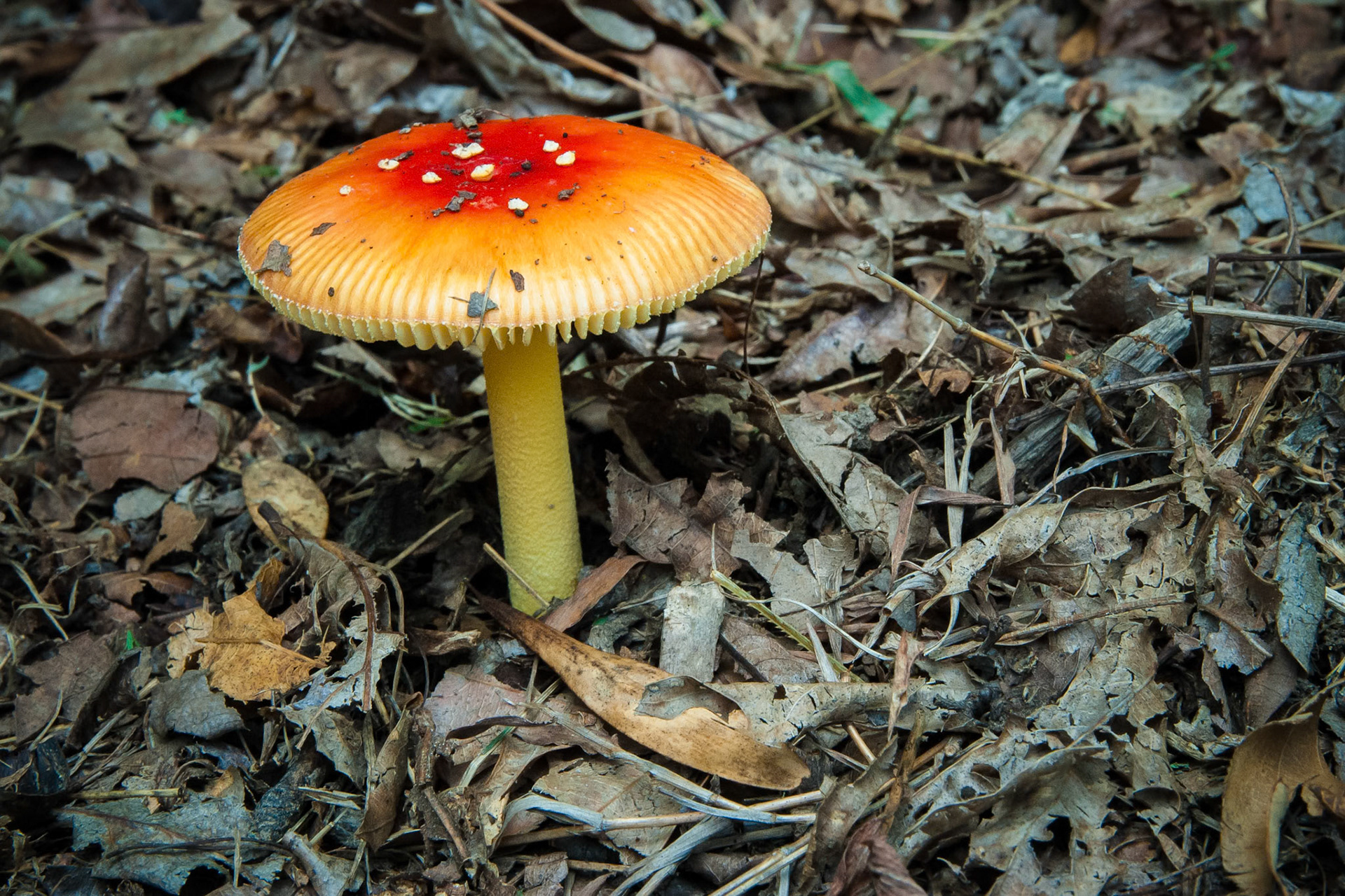Red Cap Amanita Mushroom