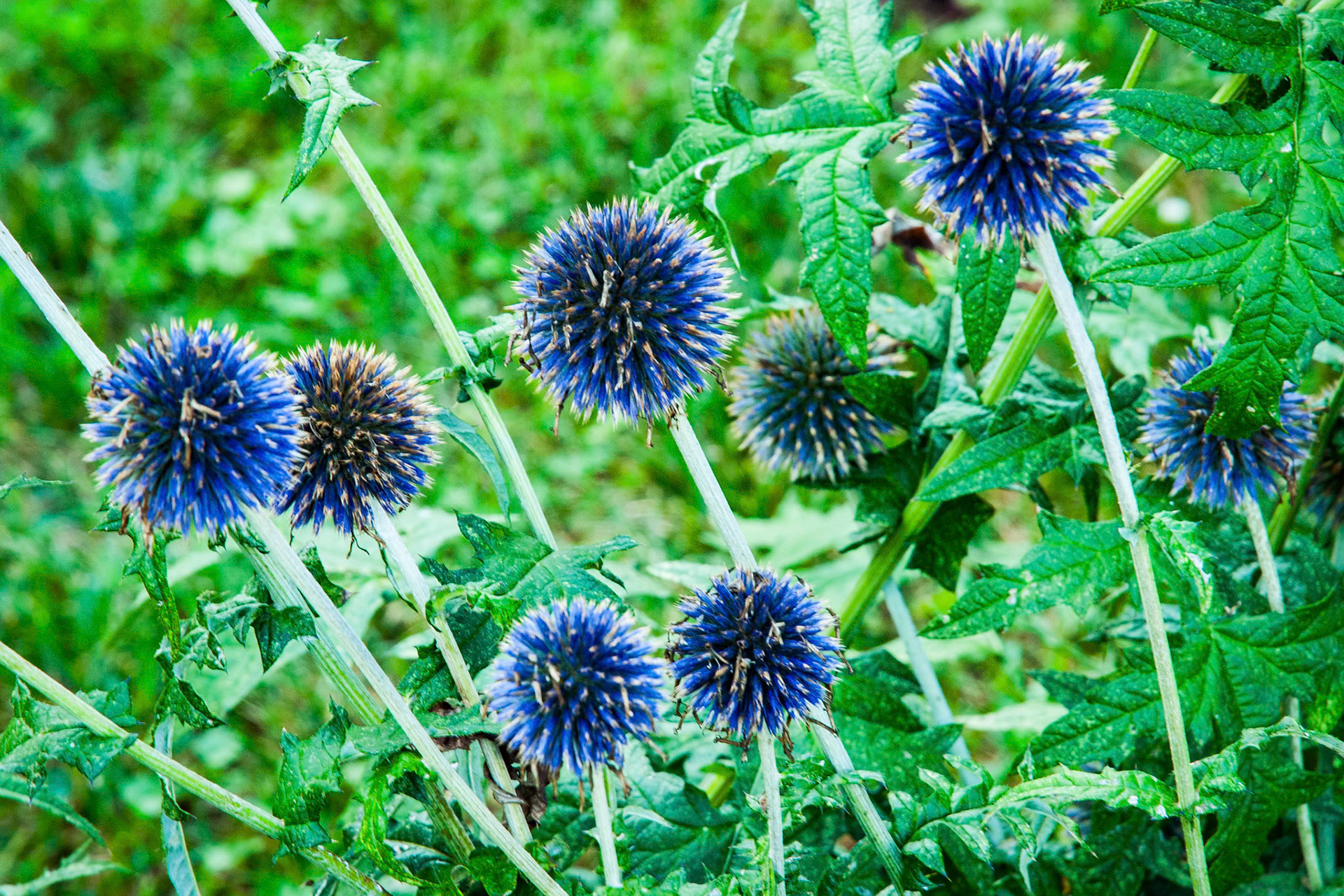 Southern globethistle