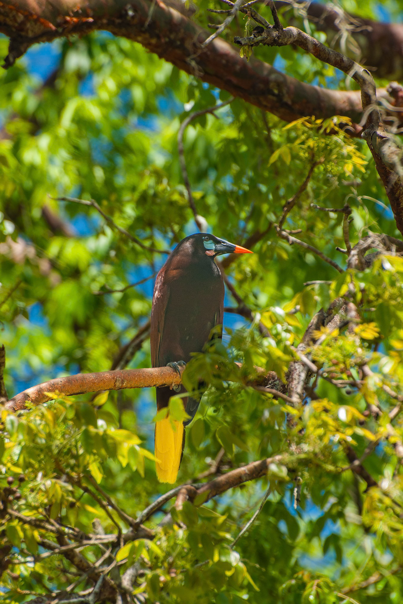 Montezuma Oropendula