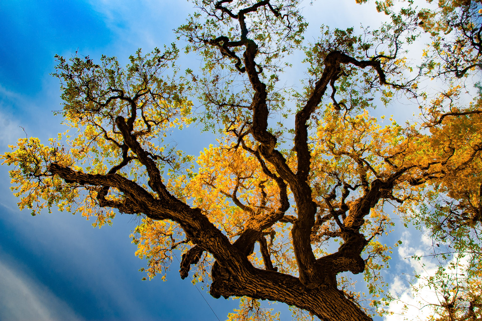 Tree Colors Against Sky Inglenook