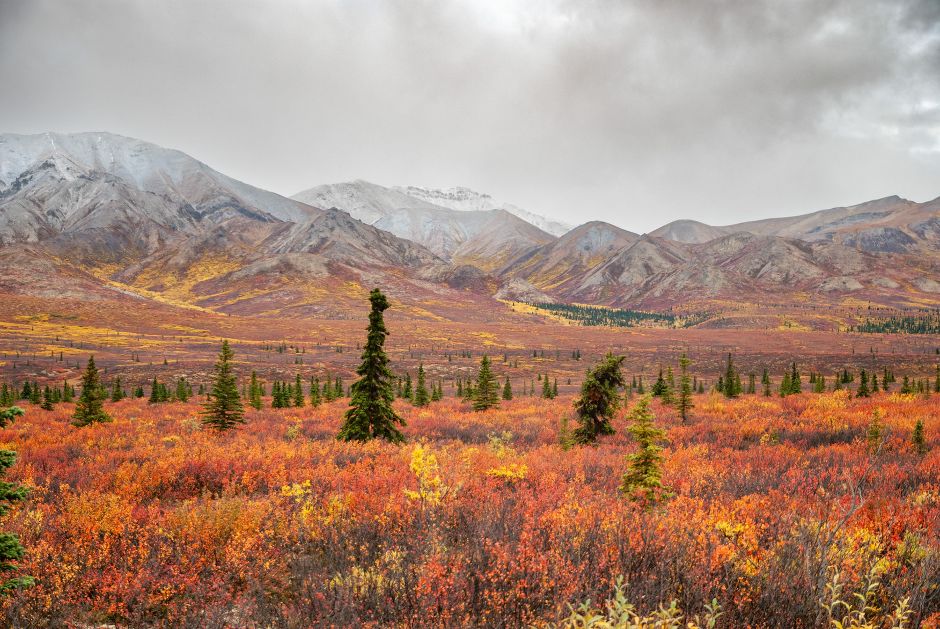 Fields filled with alpine blueberries
