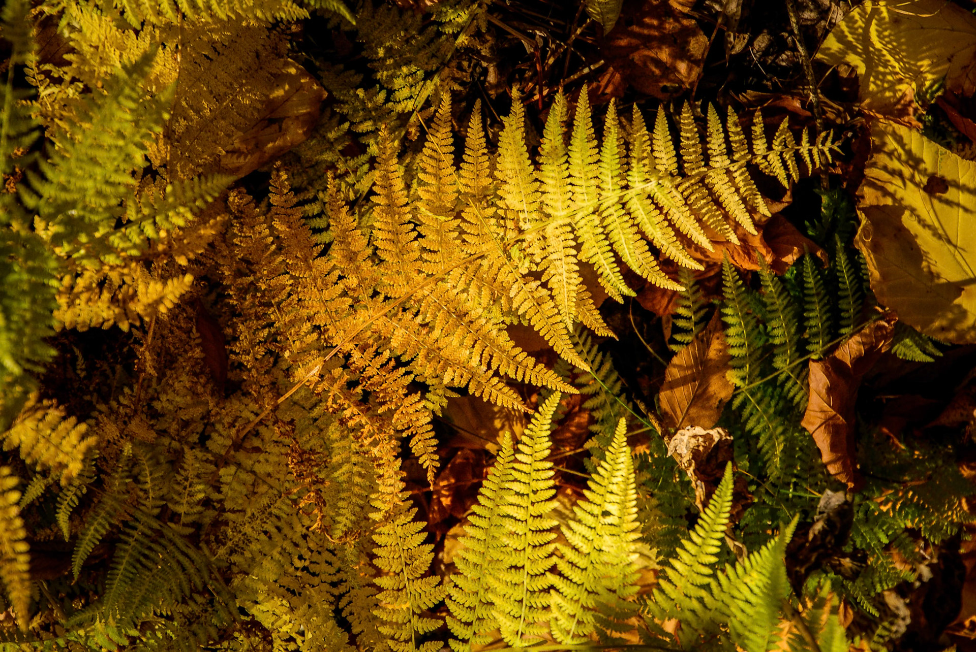 Among the foliage turning colors were these fern. This photo is taken in the forst near Big Meadow campground, Shenandoah National Park