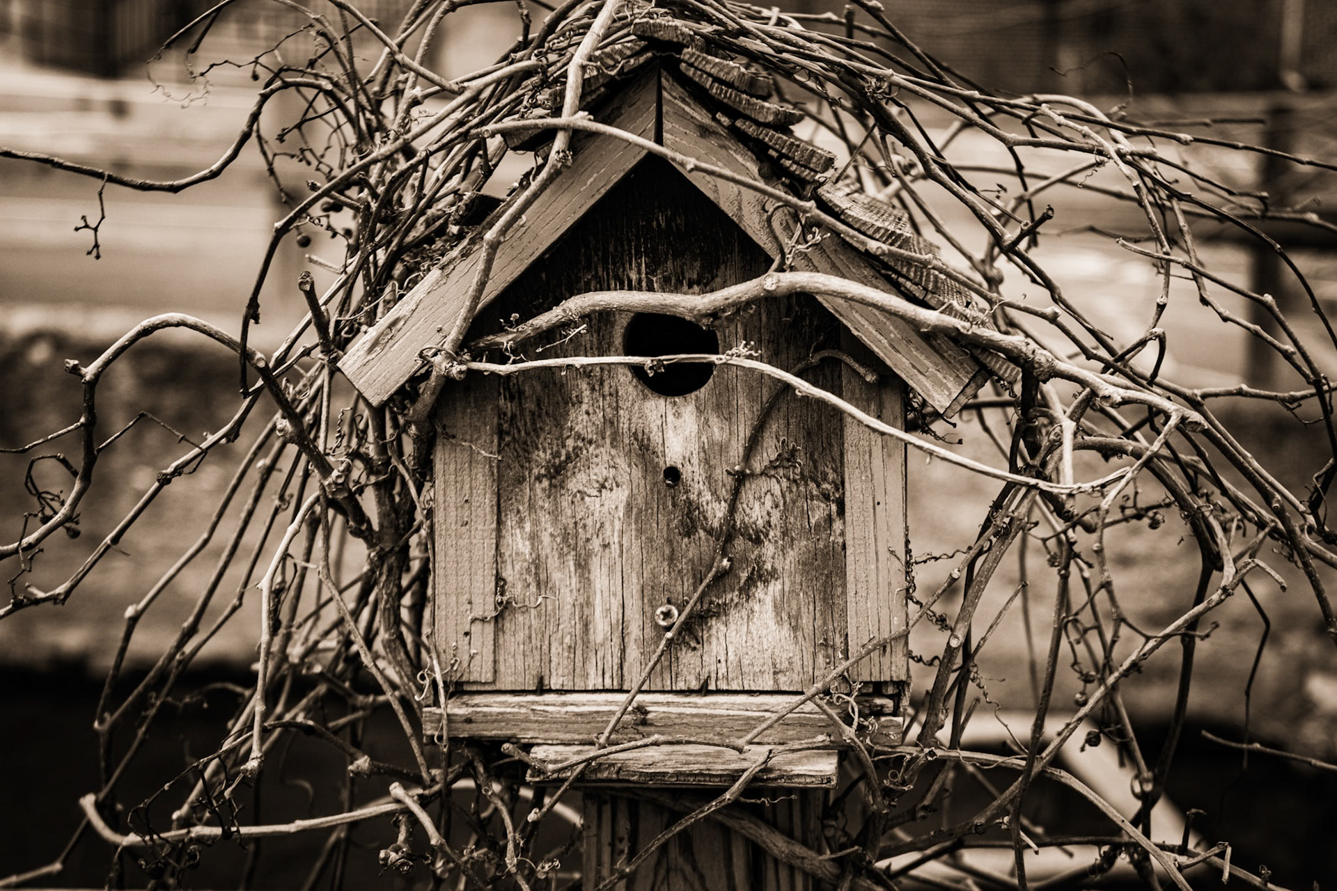 Old Birdhouse