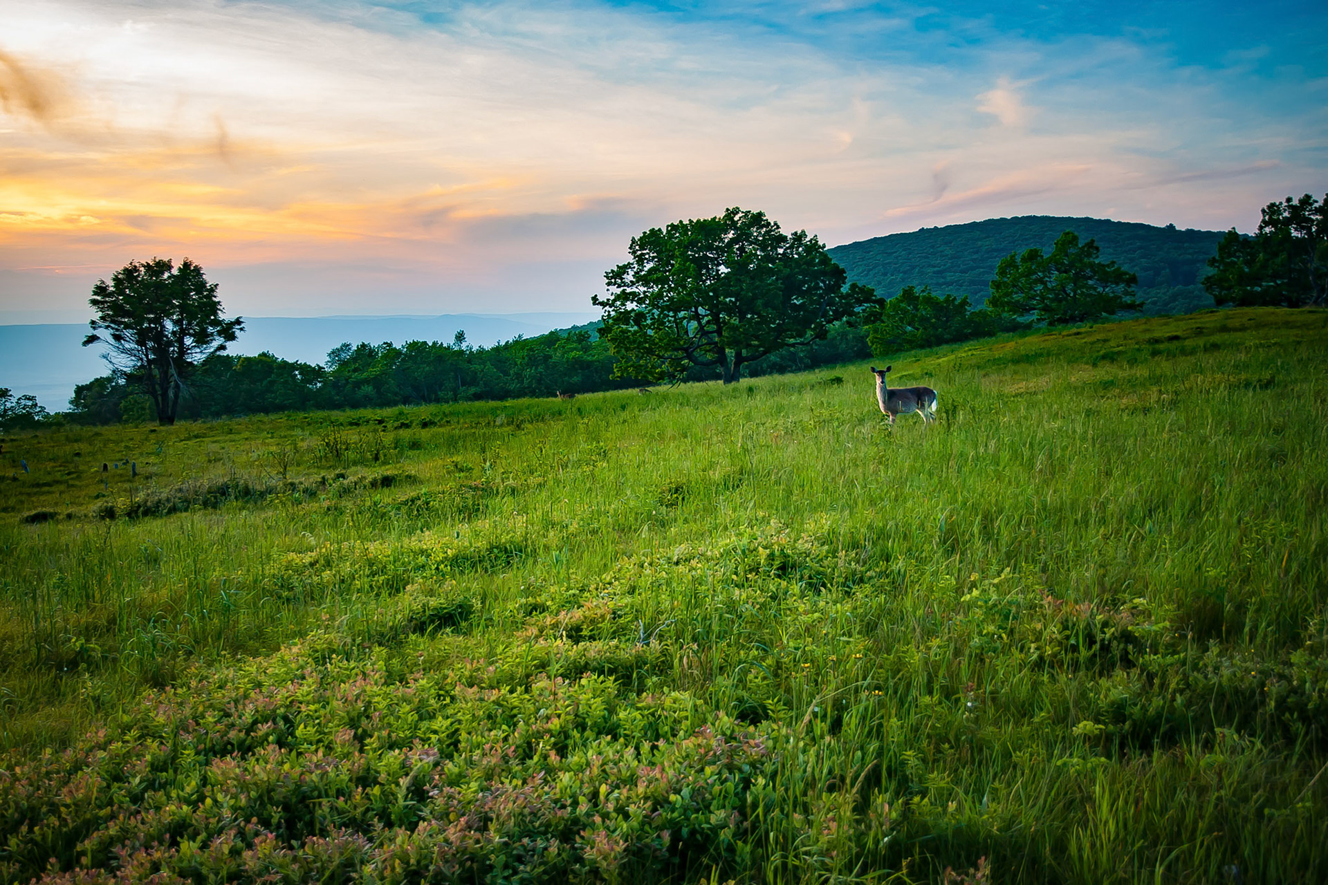 Deer in Meadow at Sunset