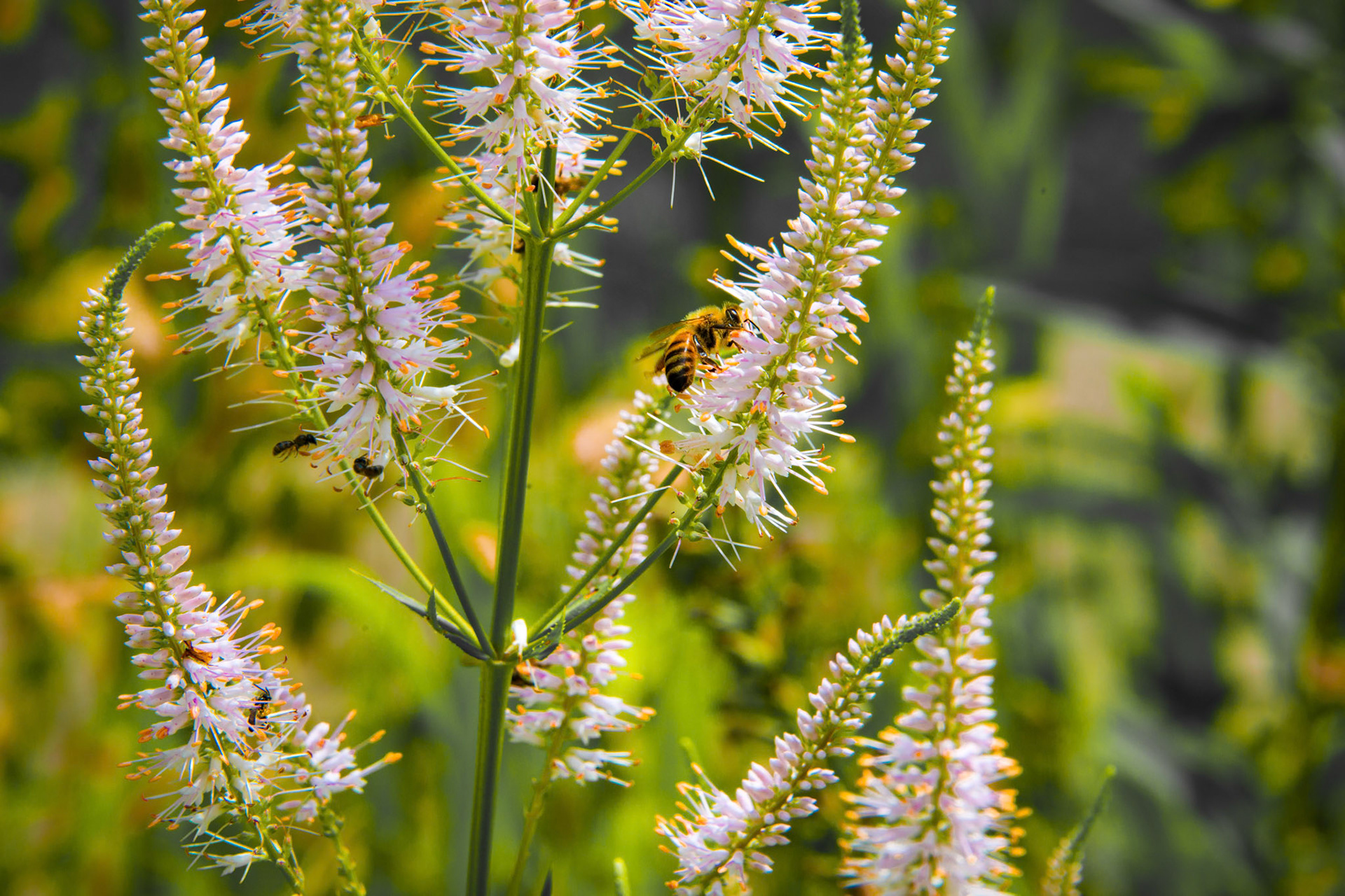 Bees on Culver's root