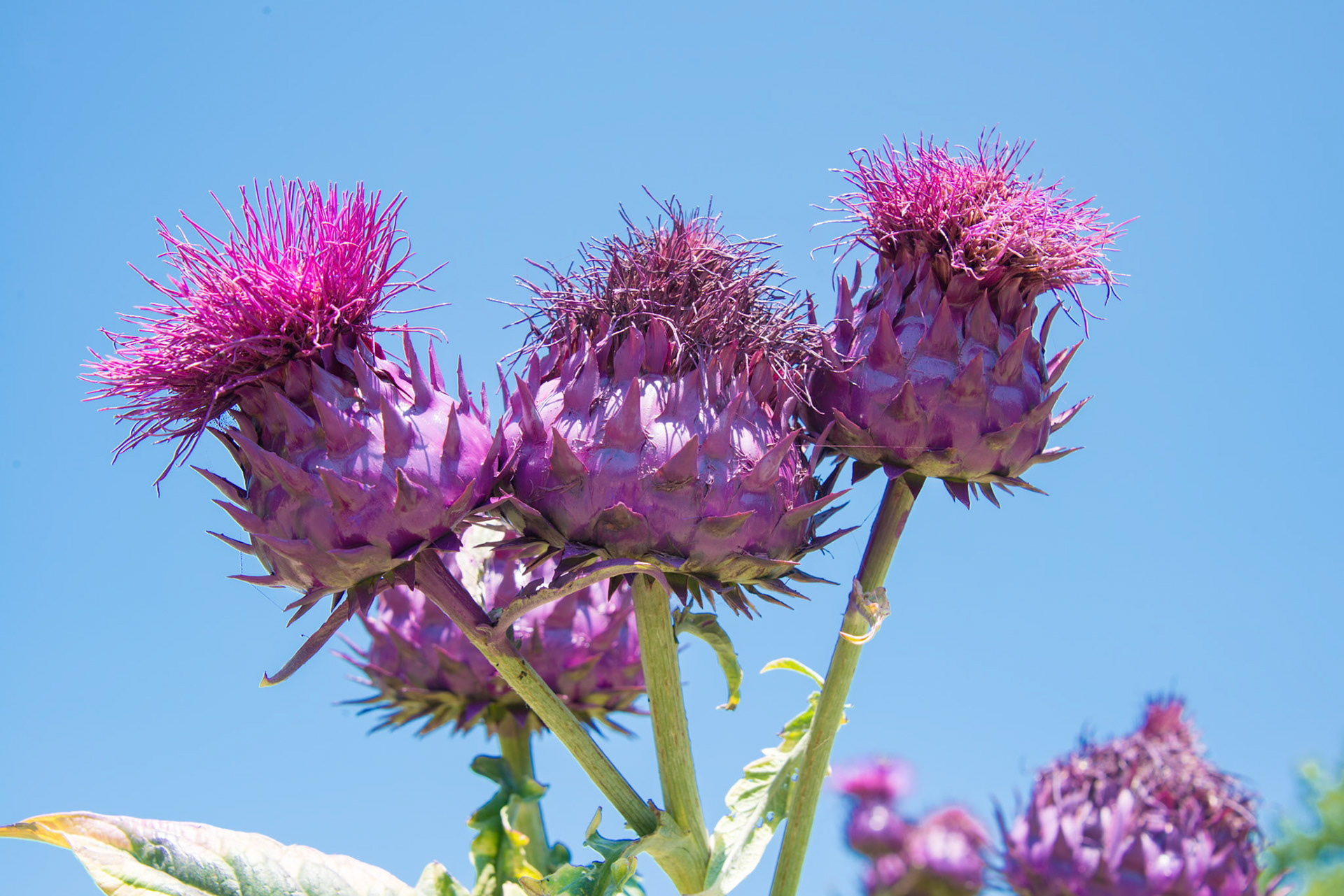 Cardoon Artichoke Thistle