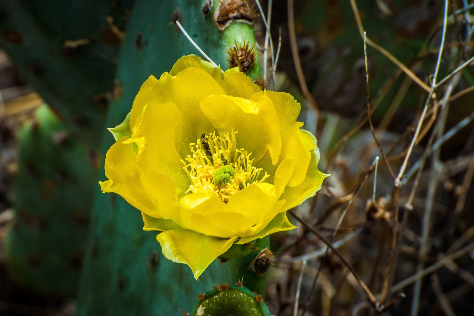 Prickly Pear Flower