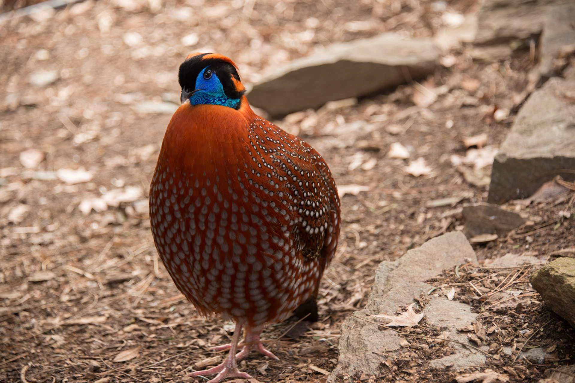 Blue Eared Pheasant