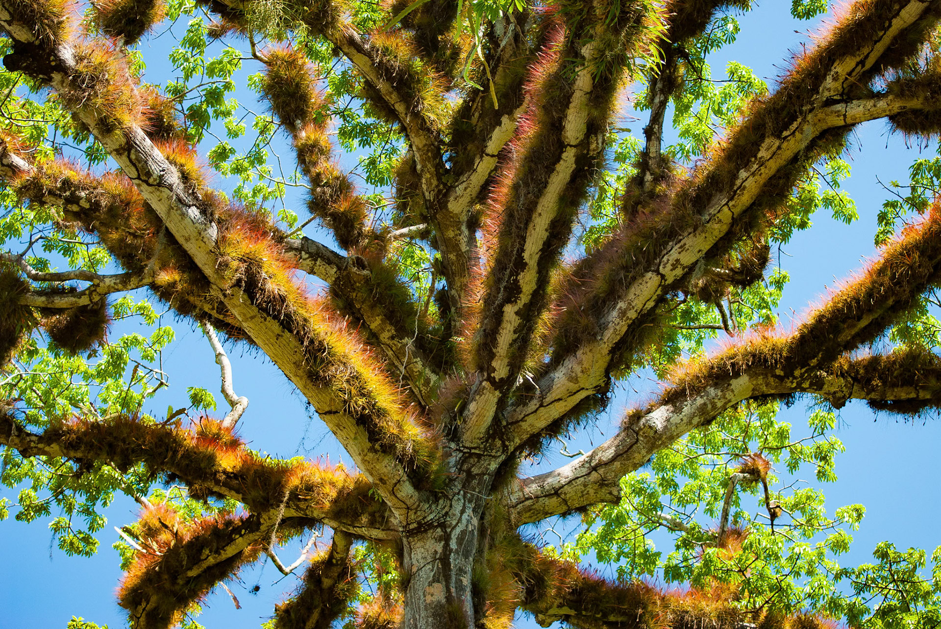 Ceiba Tree Covered with Epiphytes