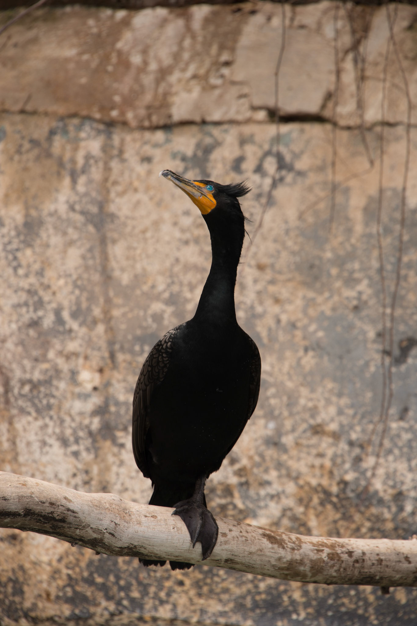 Double Crested Cormorant