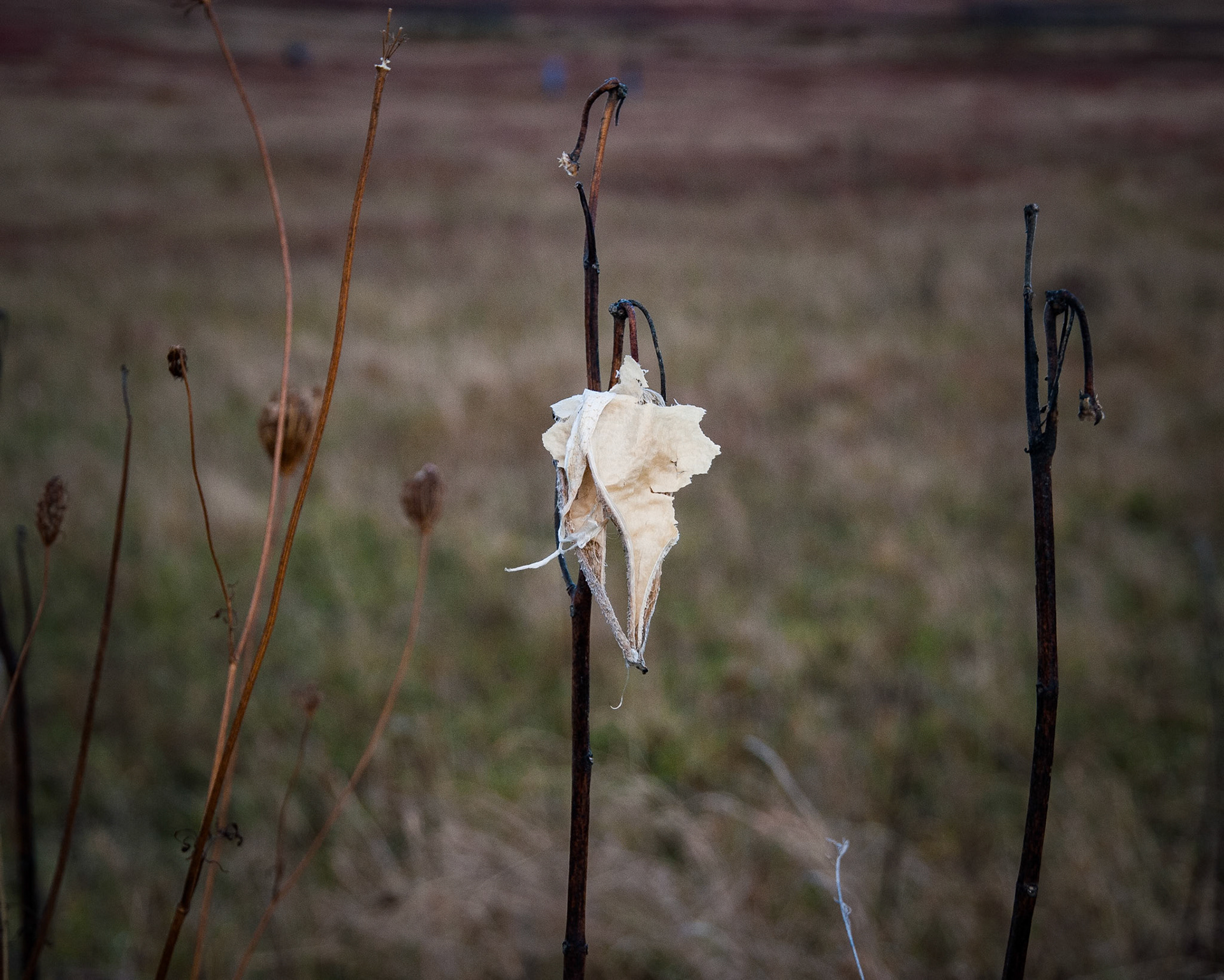 Dried Milkweed Great Meadow