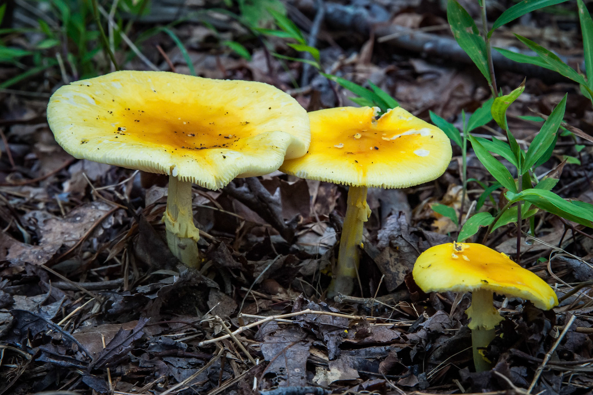 Yellow Amanita Mushrooms