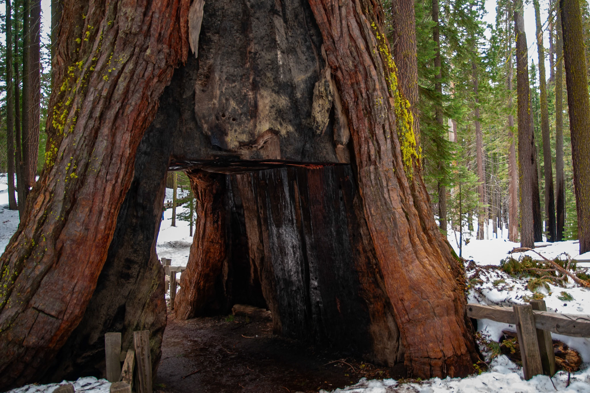 California Tunnel Tree
