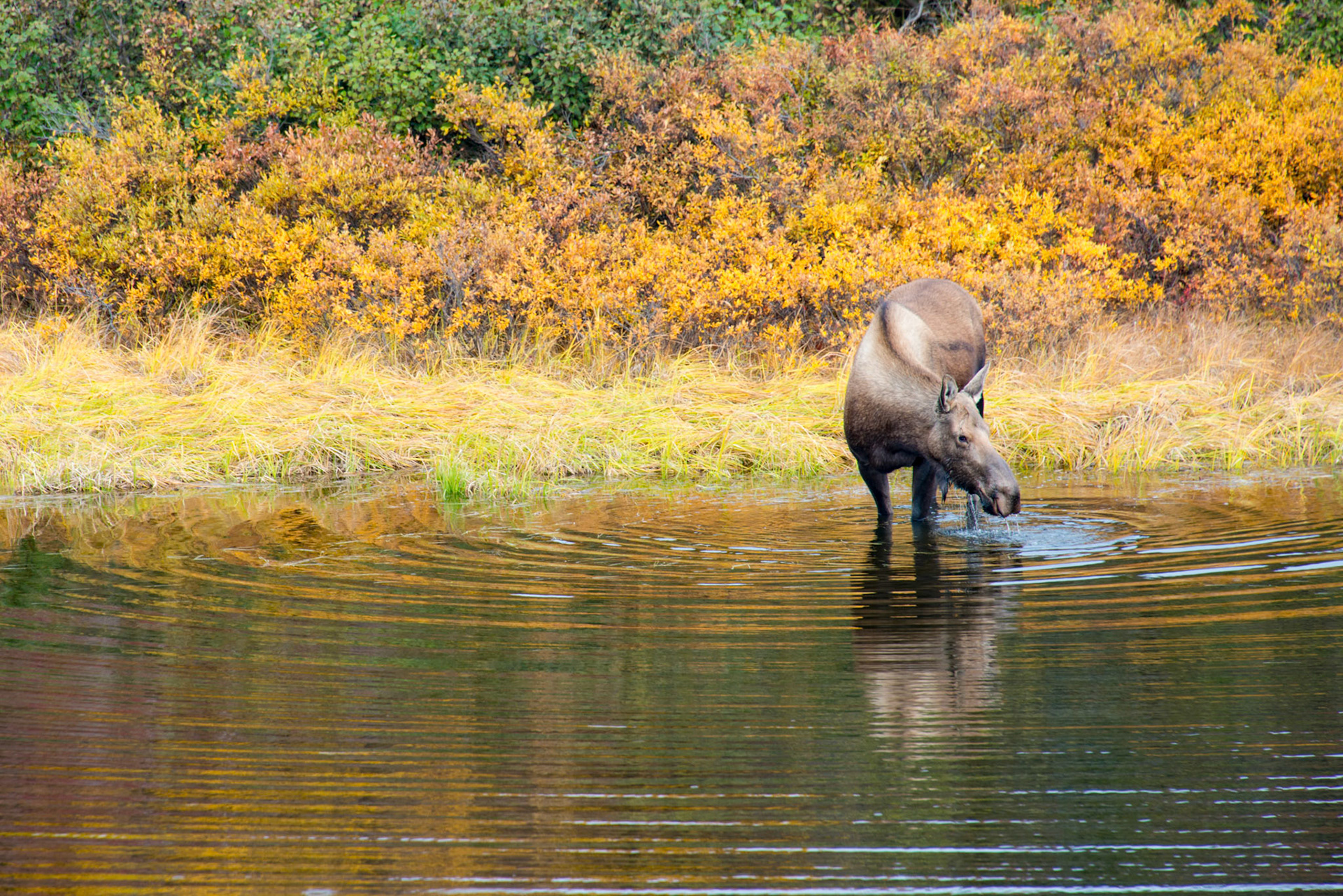 Moose in lake