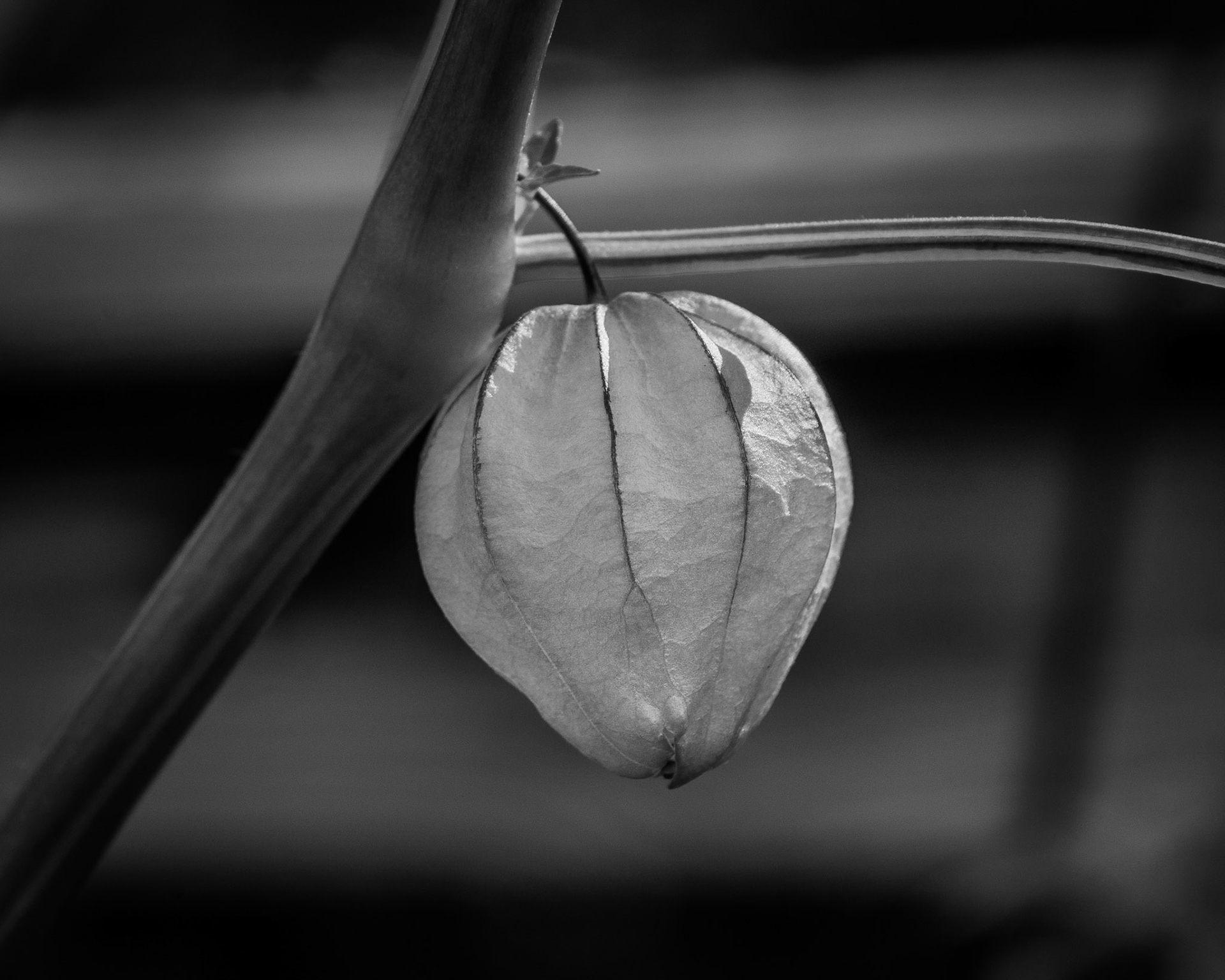 Ground Cherry in Black and White