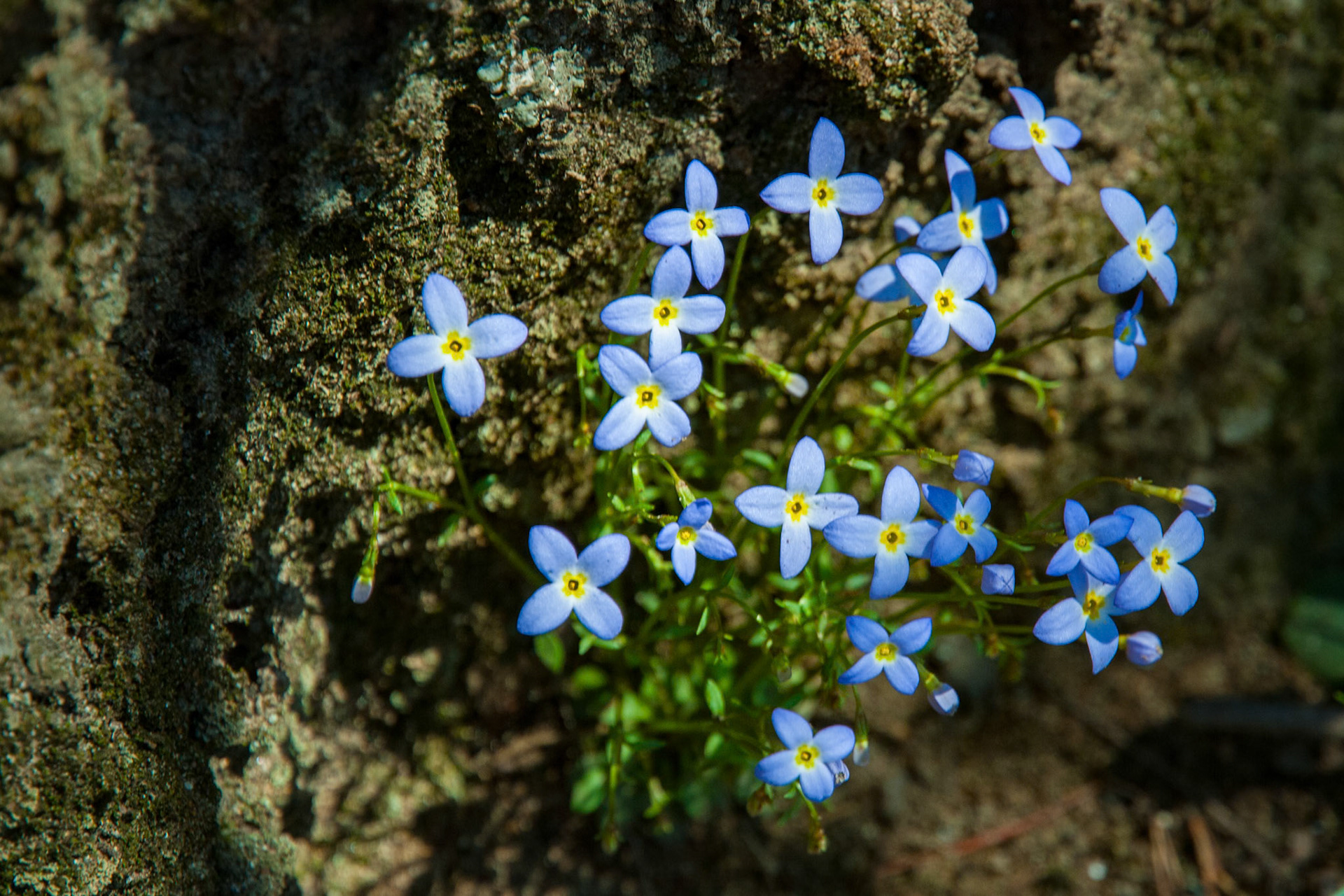 Bluets on Stone