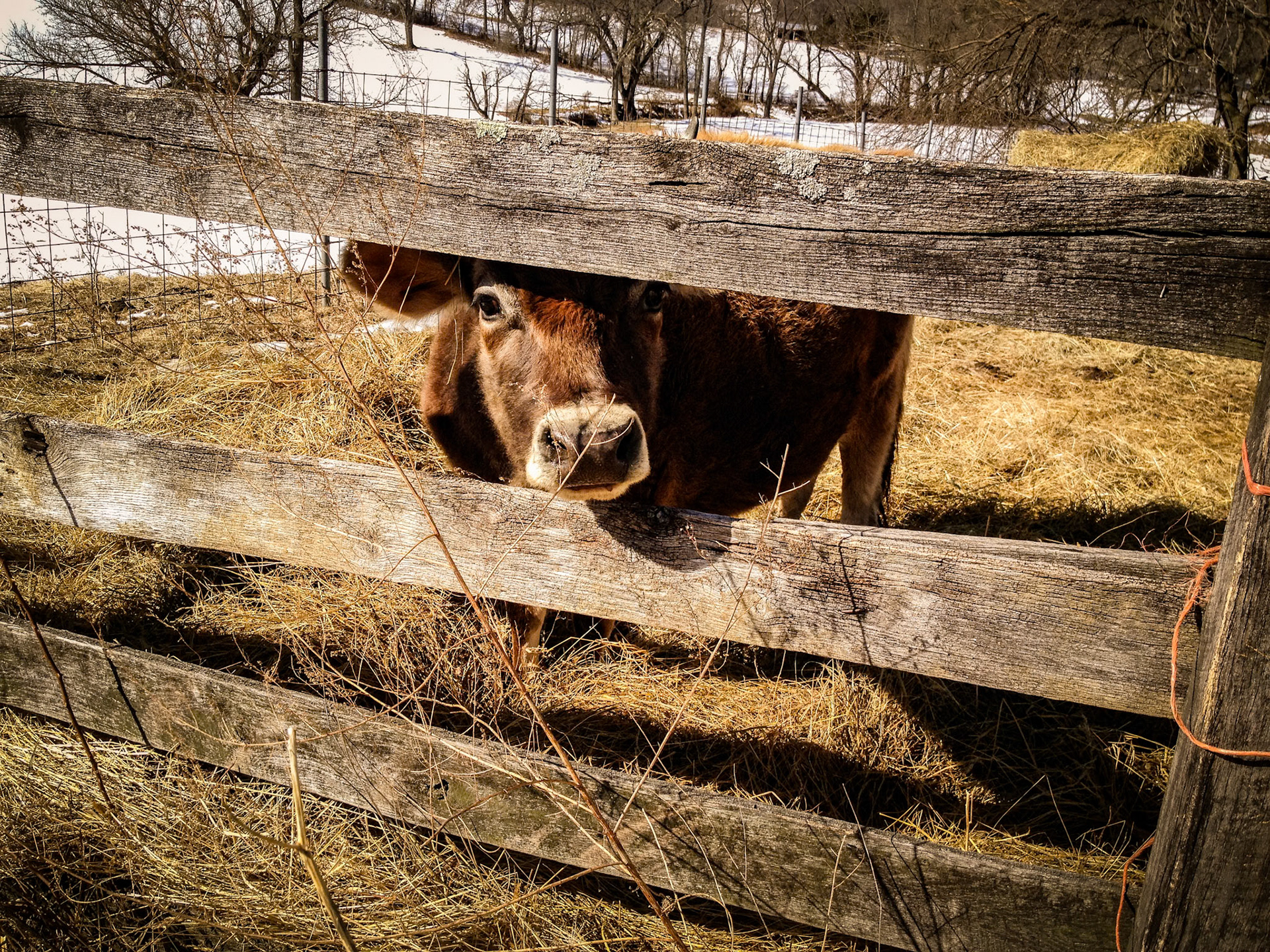 Cow Looking Through Fence