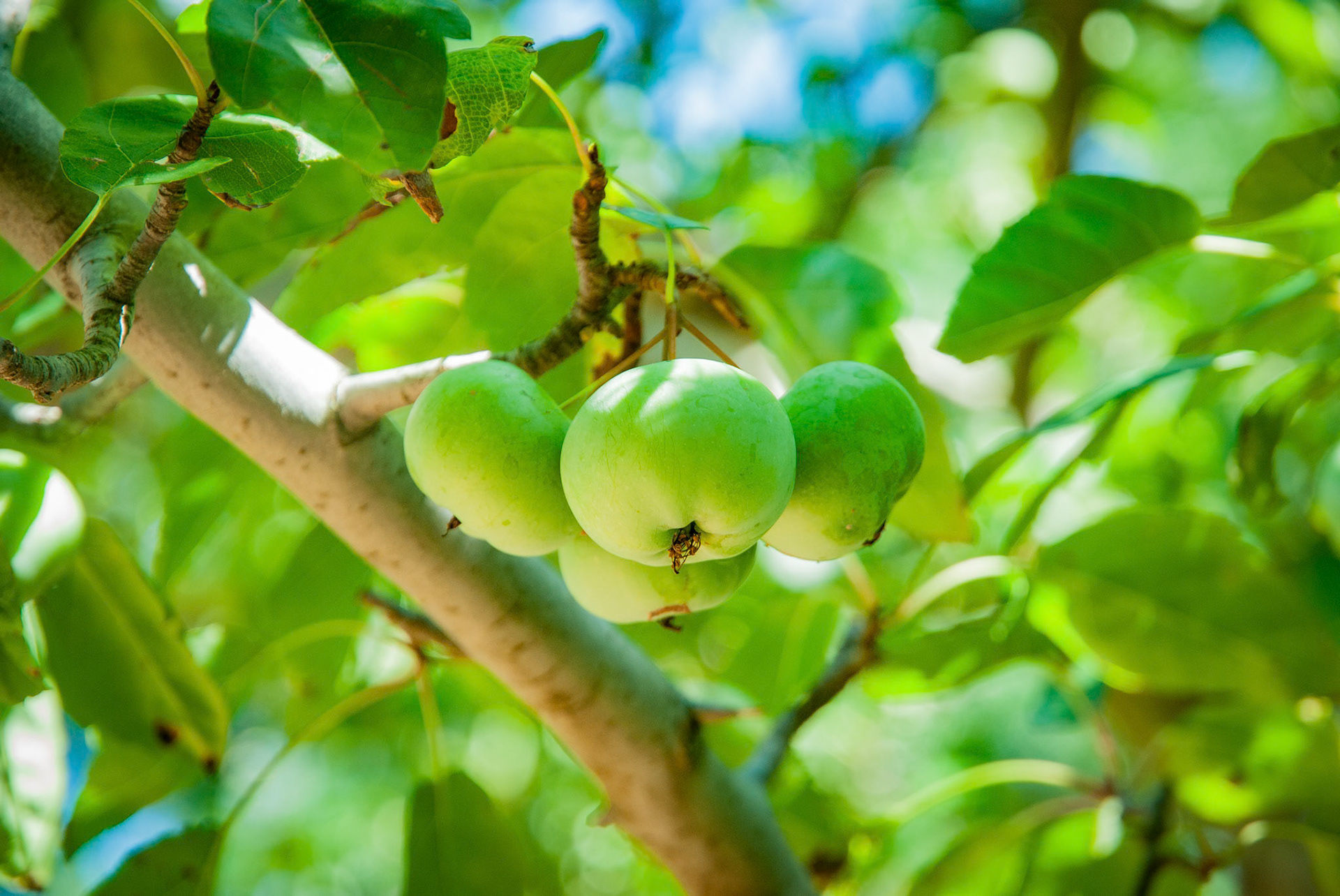 Green Apples on the Tree