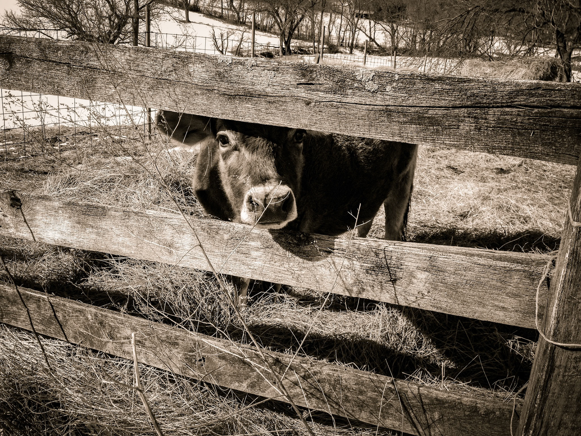 Cow Looking Through Fence