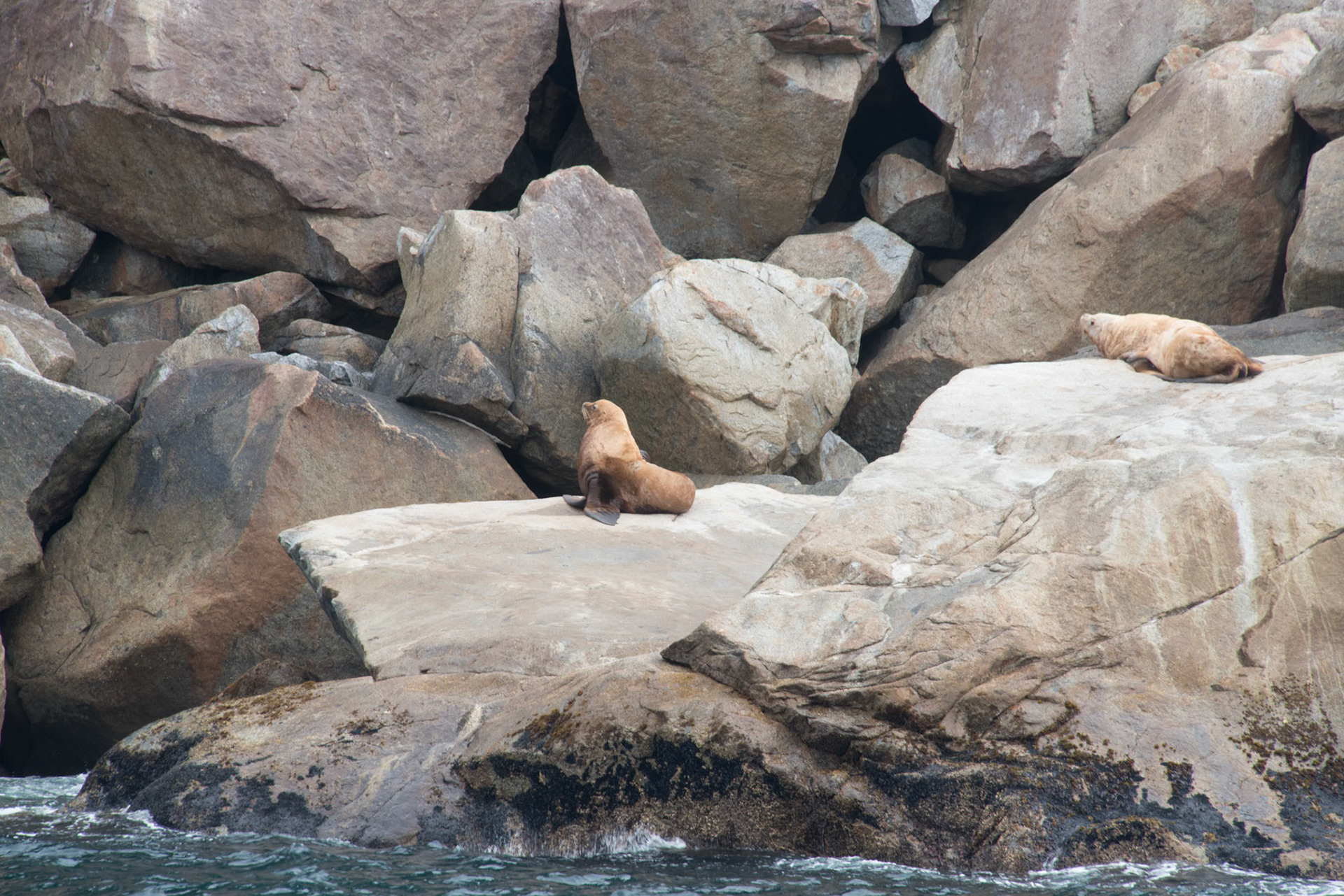 Sea Lion facing away from another on rocks. Looks like the one sea lion is ignoring the other.